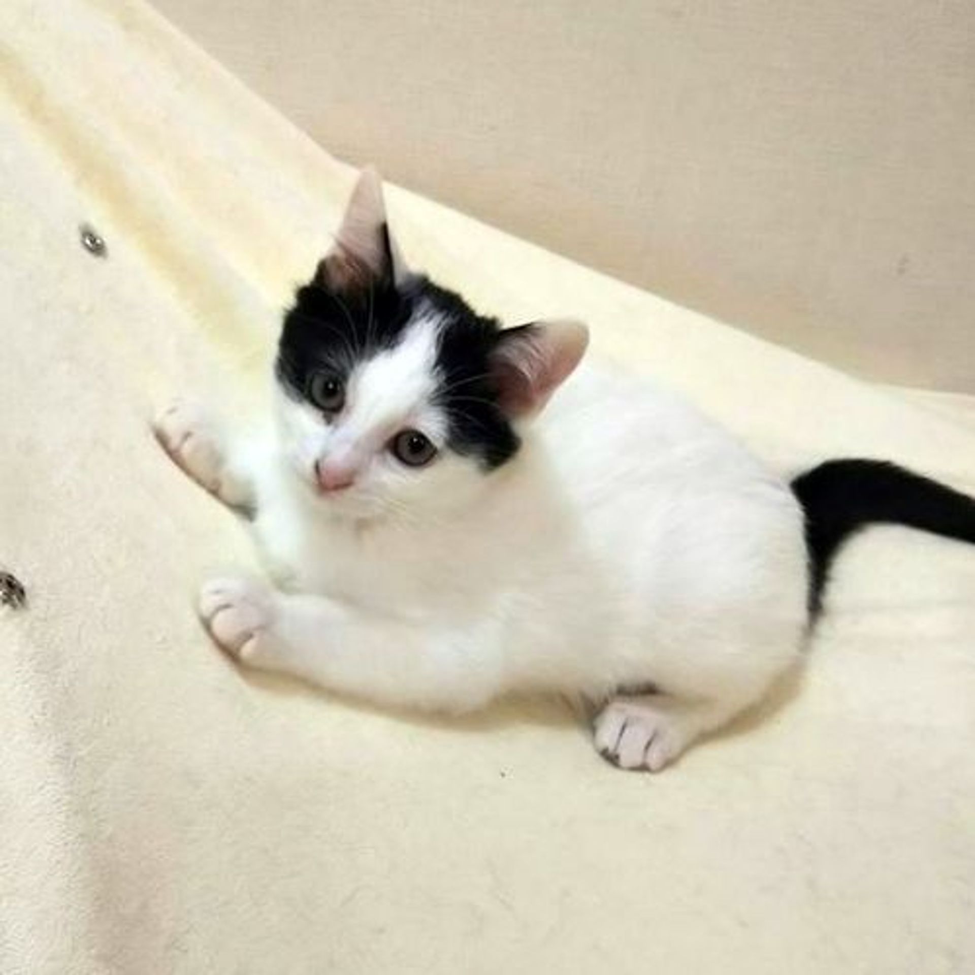 雑種（ミックス猫）・メスの里親募集の写真