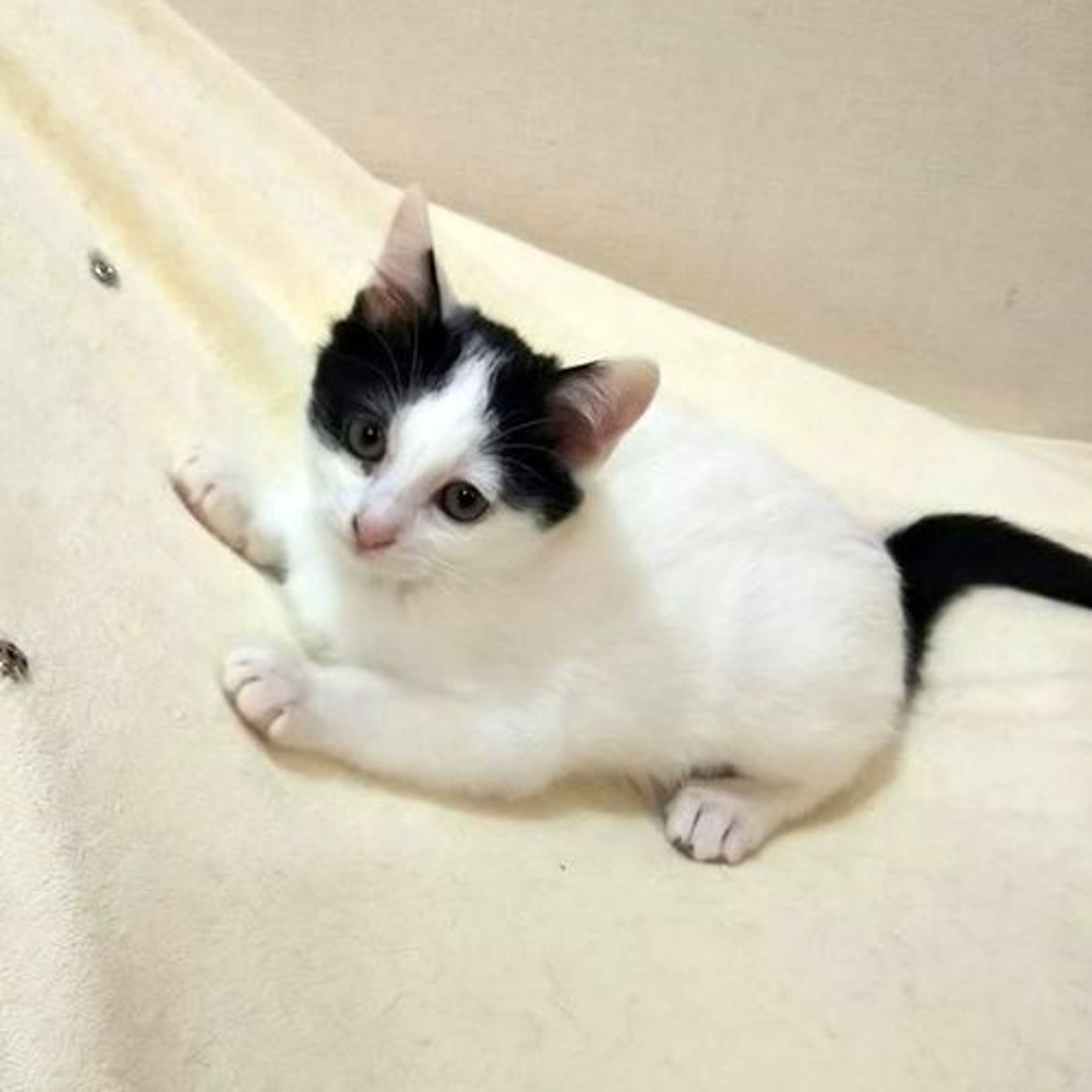 雑種（ミックス猫）・メスの里親募集の写真