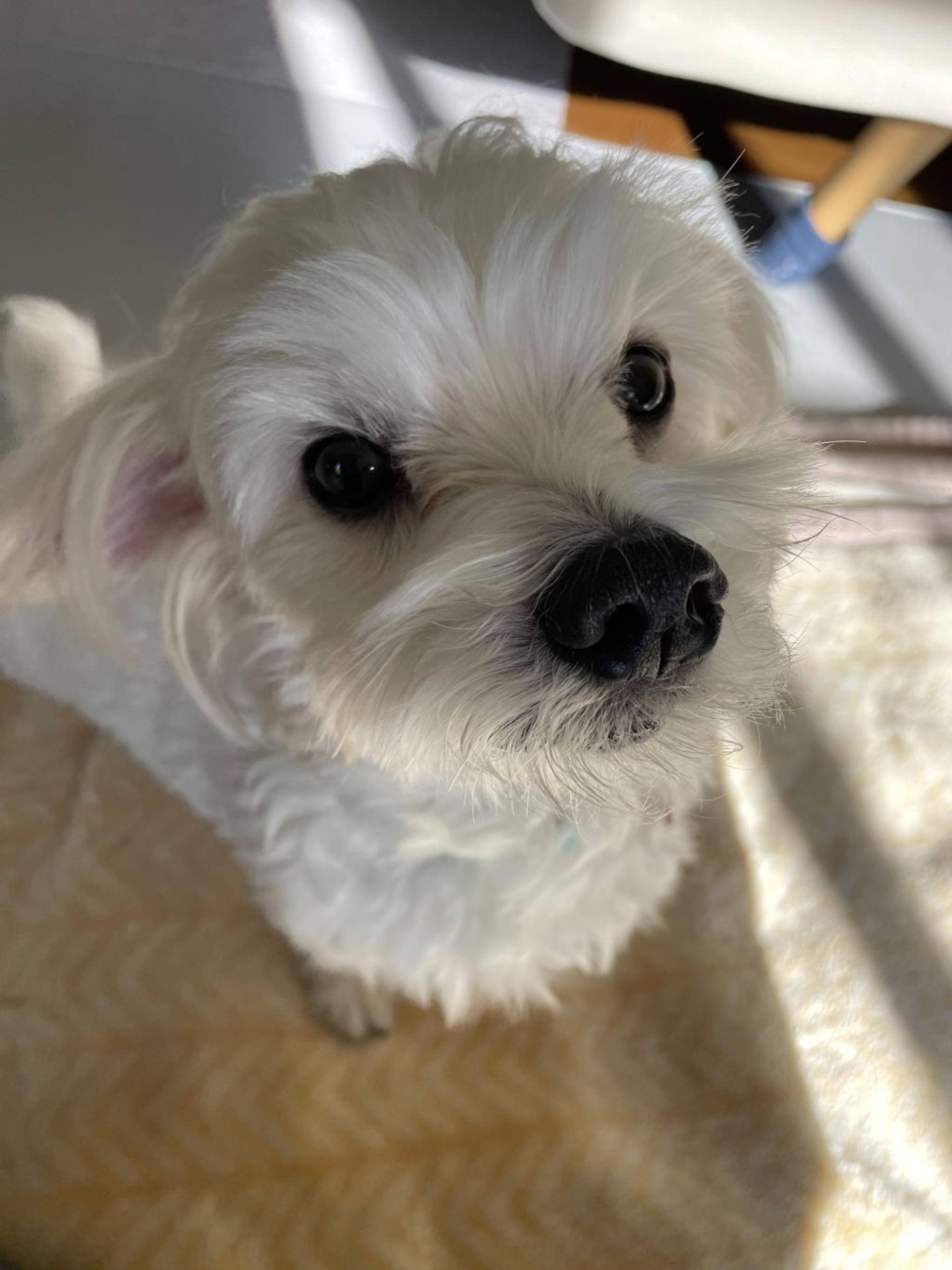 pet-image-3