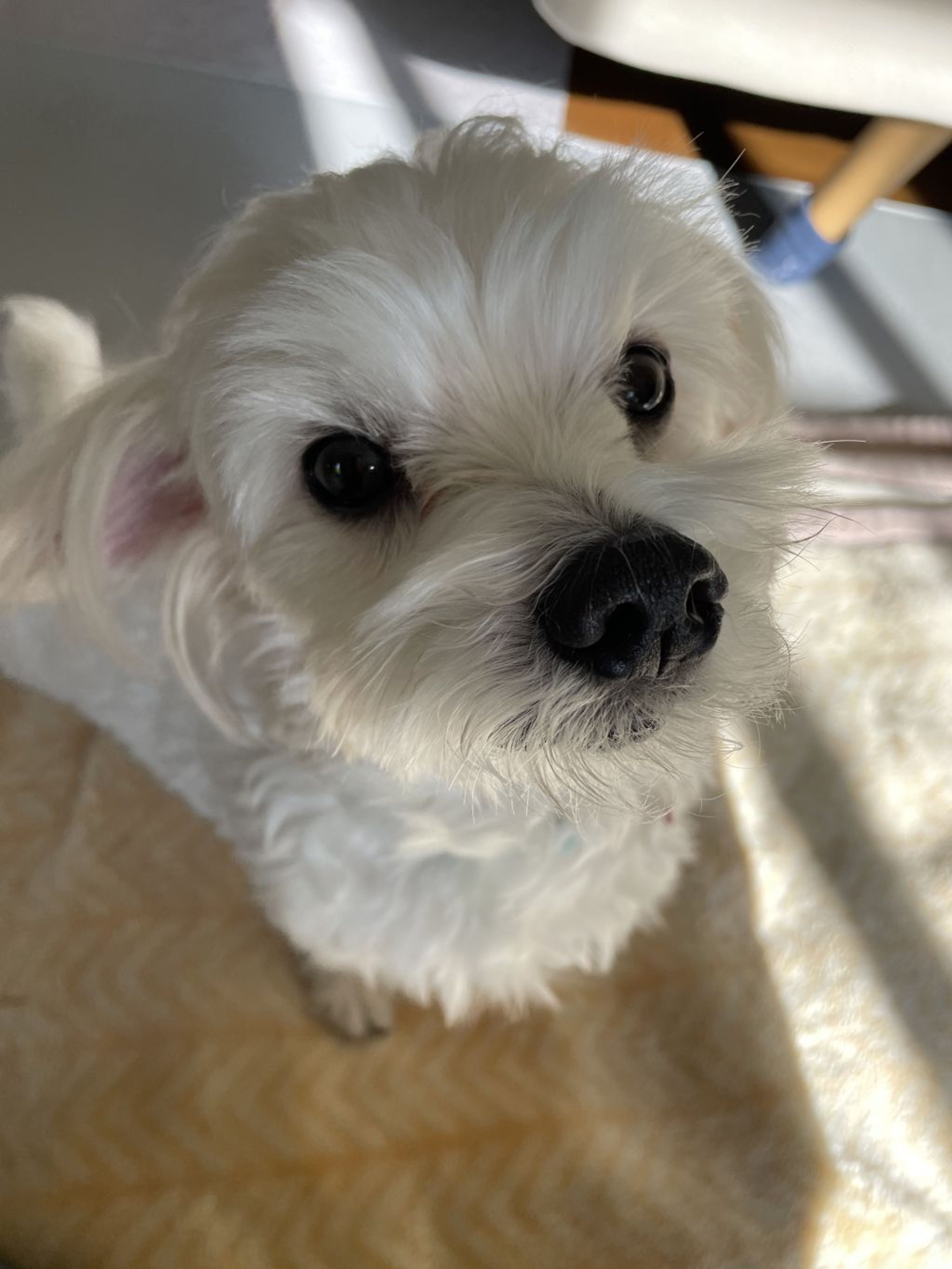 pet-image-3