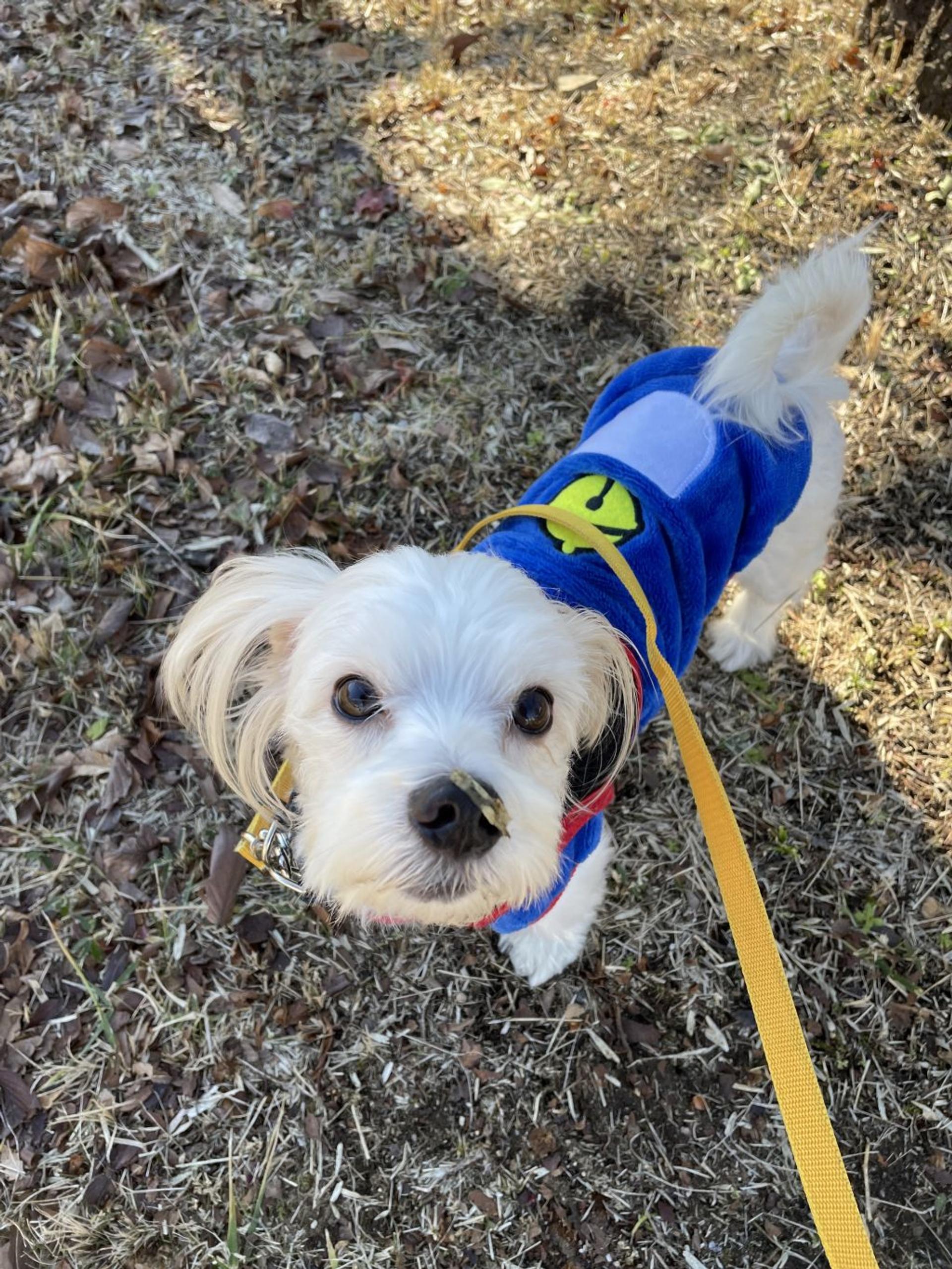 pet-image-4