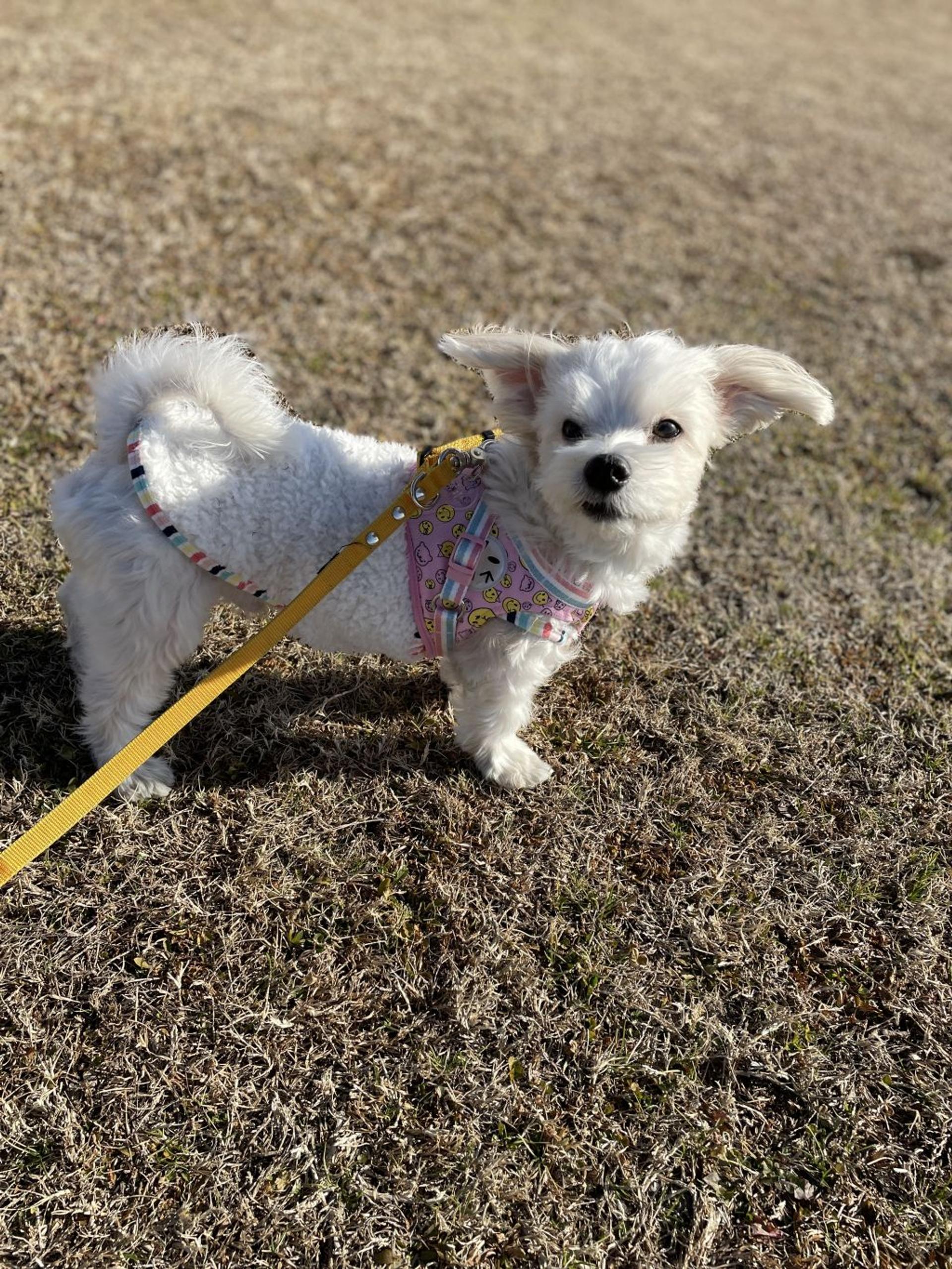 pet-image-5