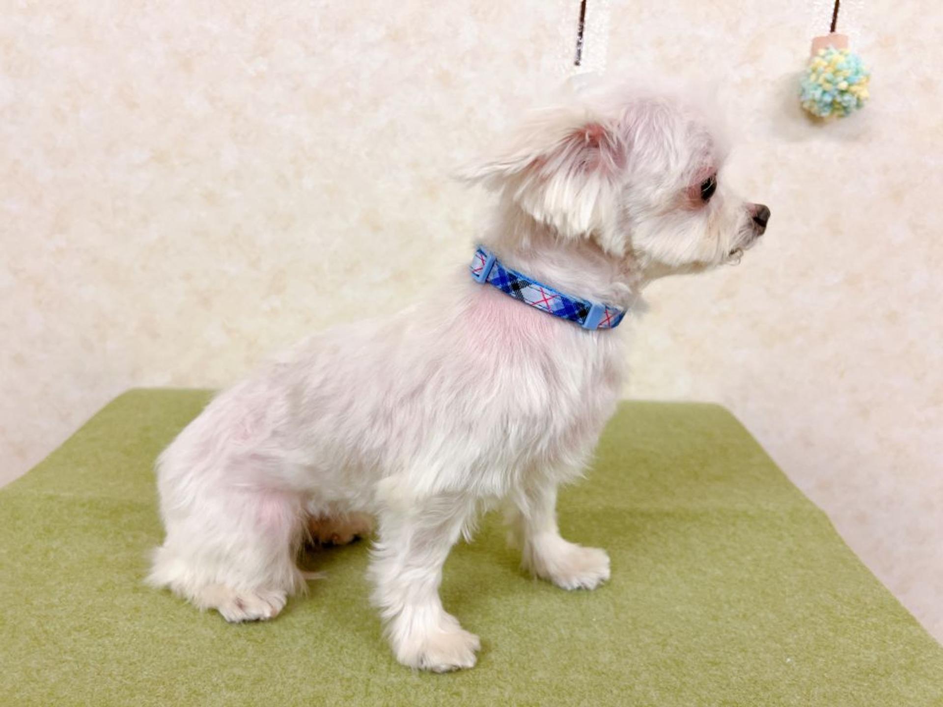 pet-image-4