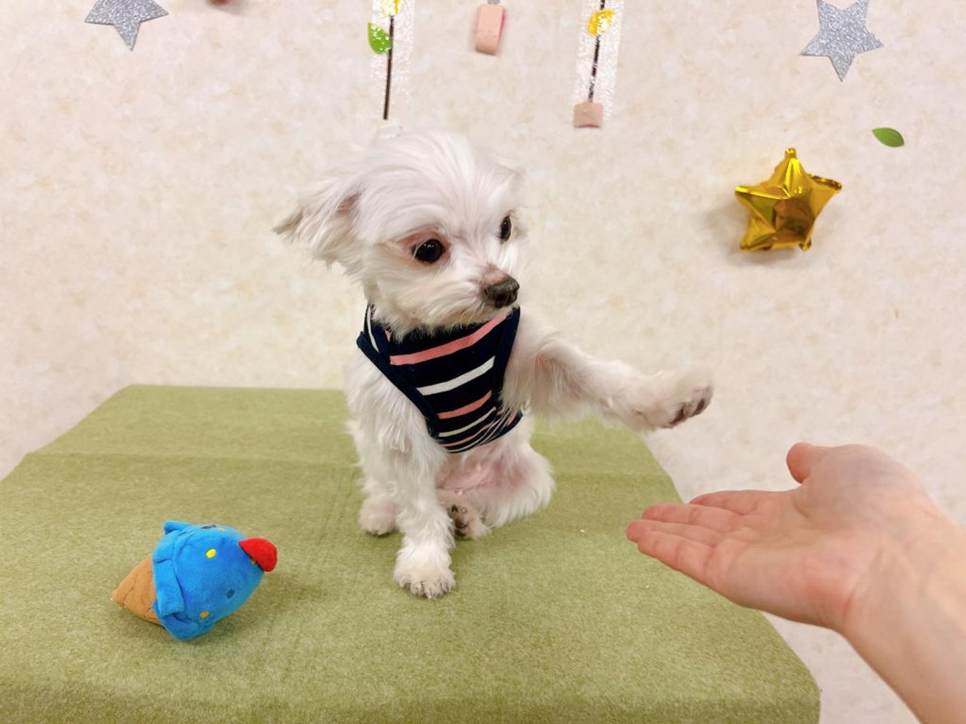 pet-image-9