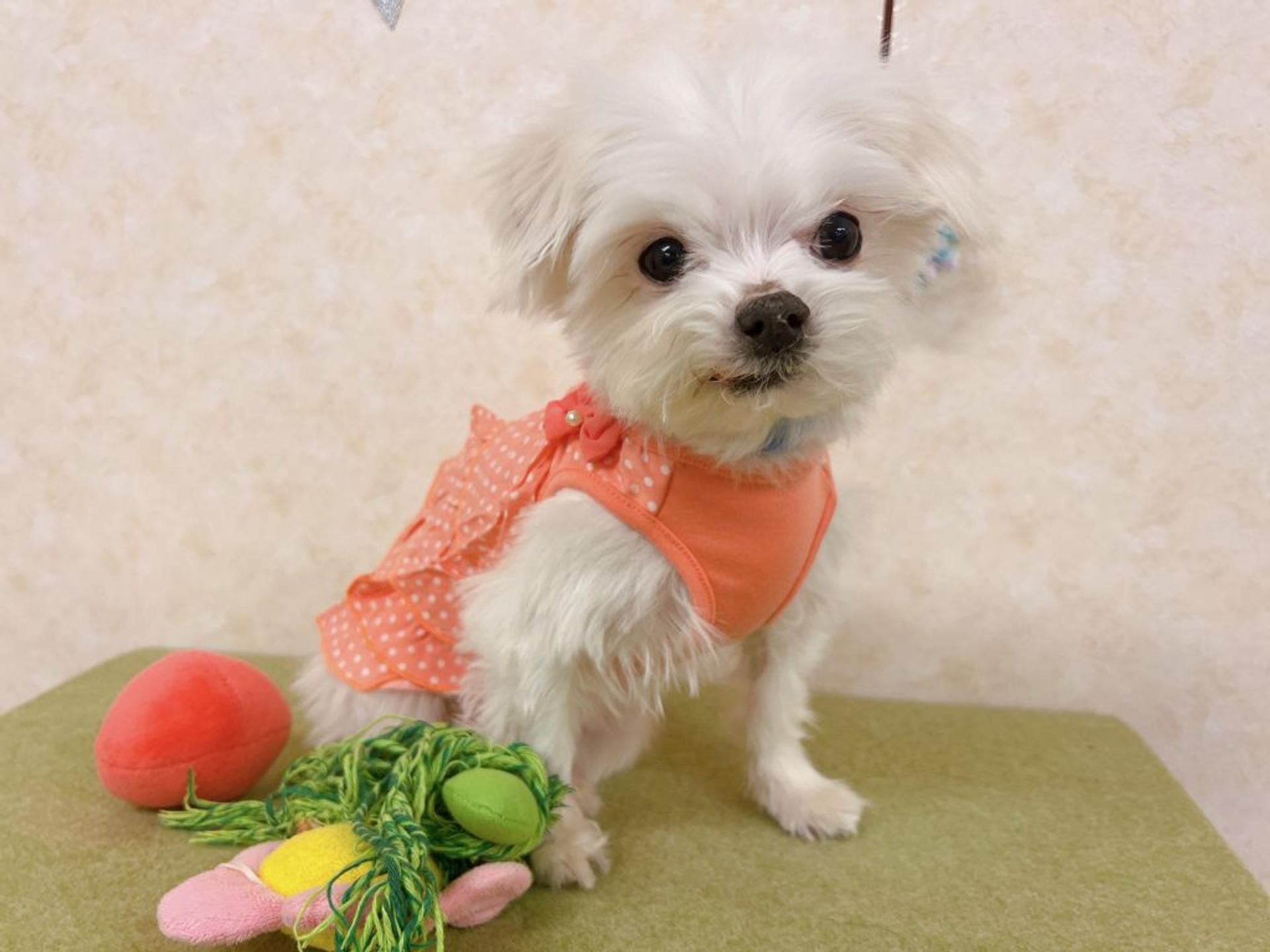 pet-image-5
