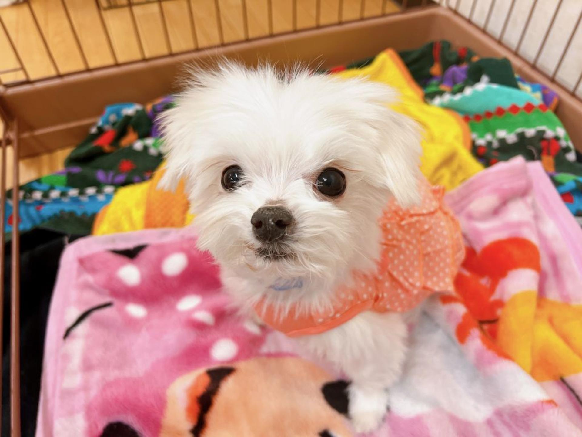 pet-image-7