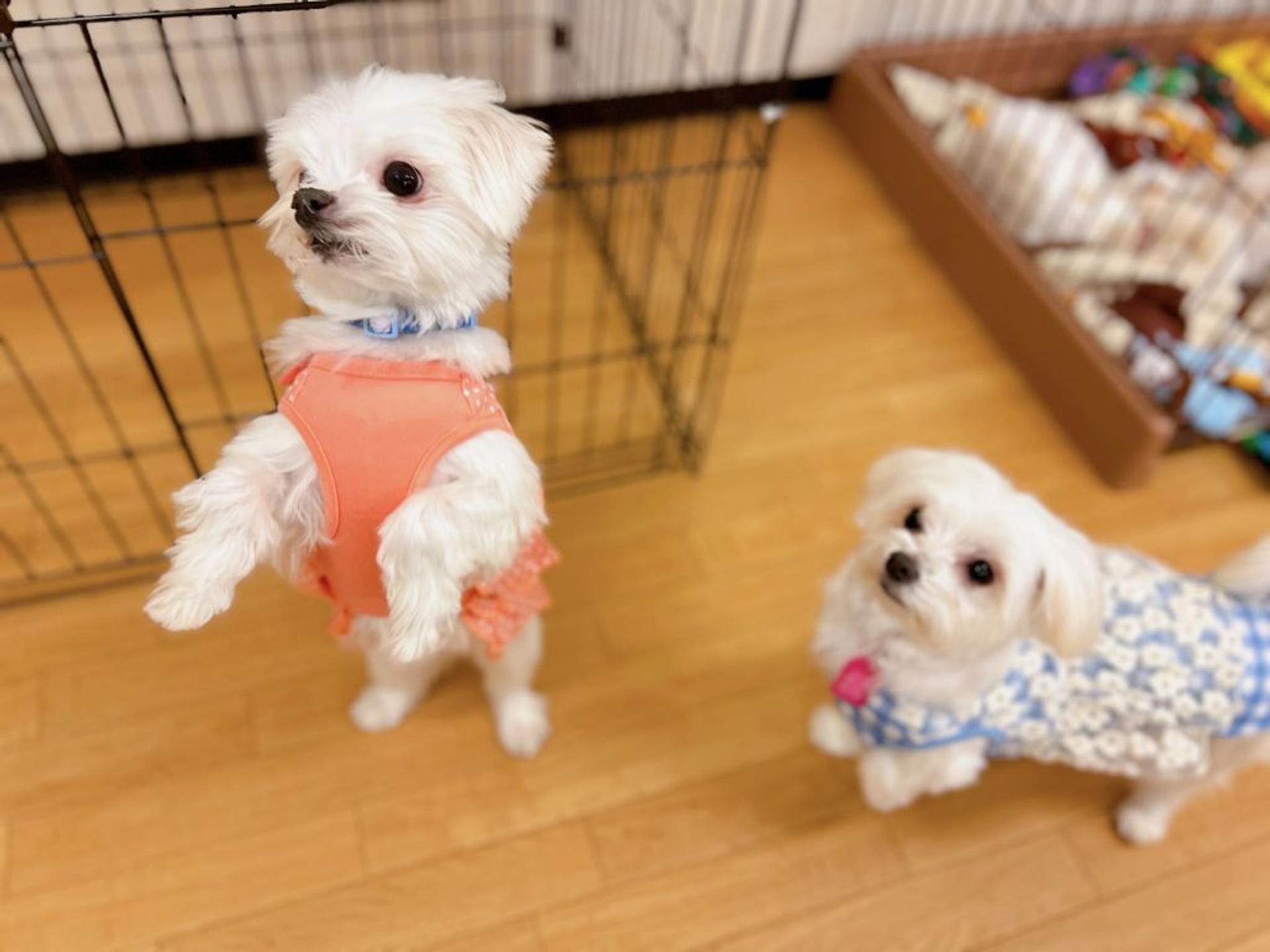 pet-image-8