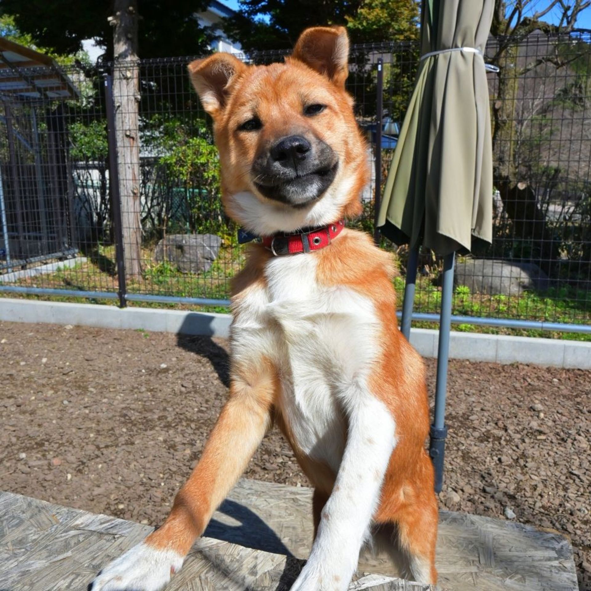 雑種（ミックス犬）・オスの里親募集の写真