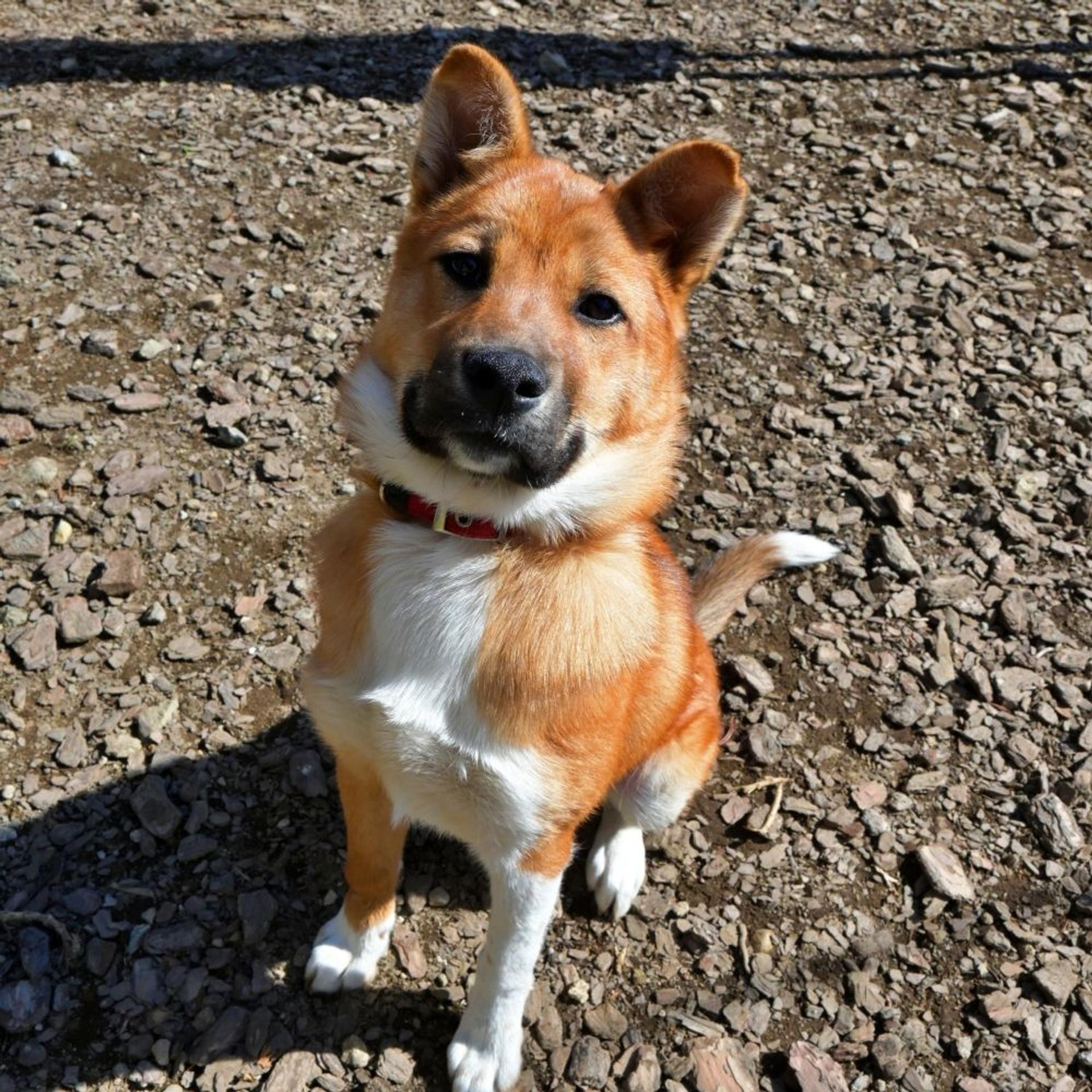 pet-image-3