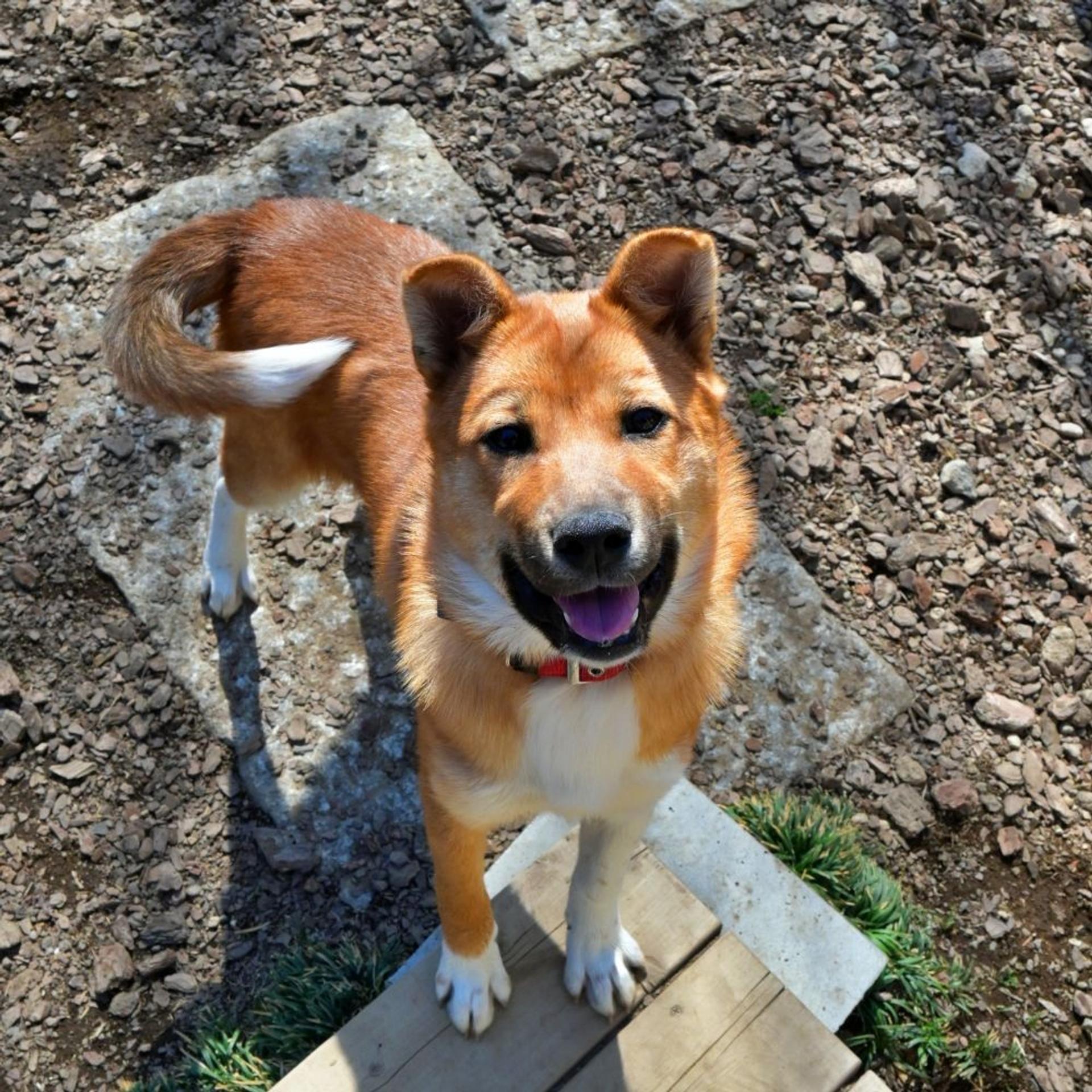 pet-image-4