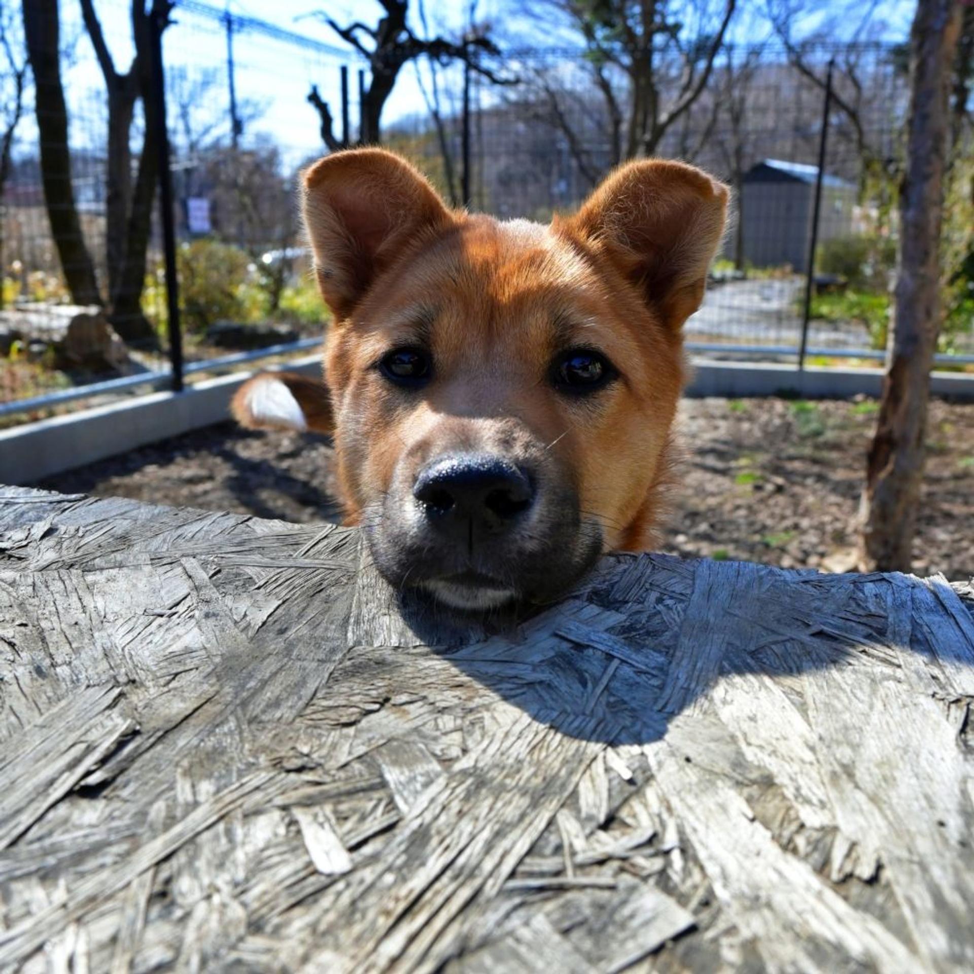pet-image-6