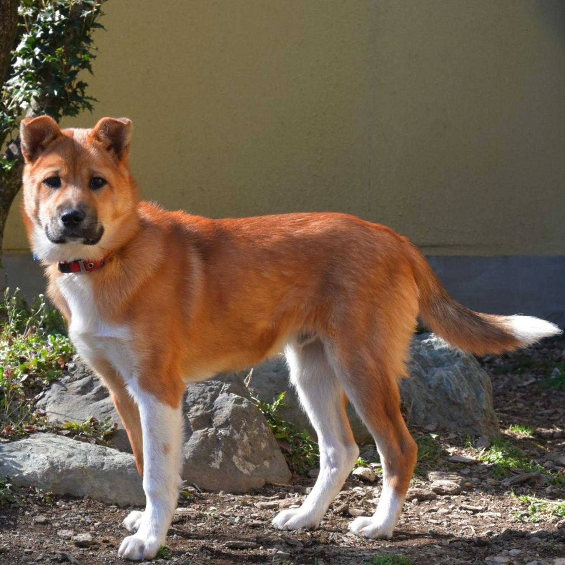 pet-image-10