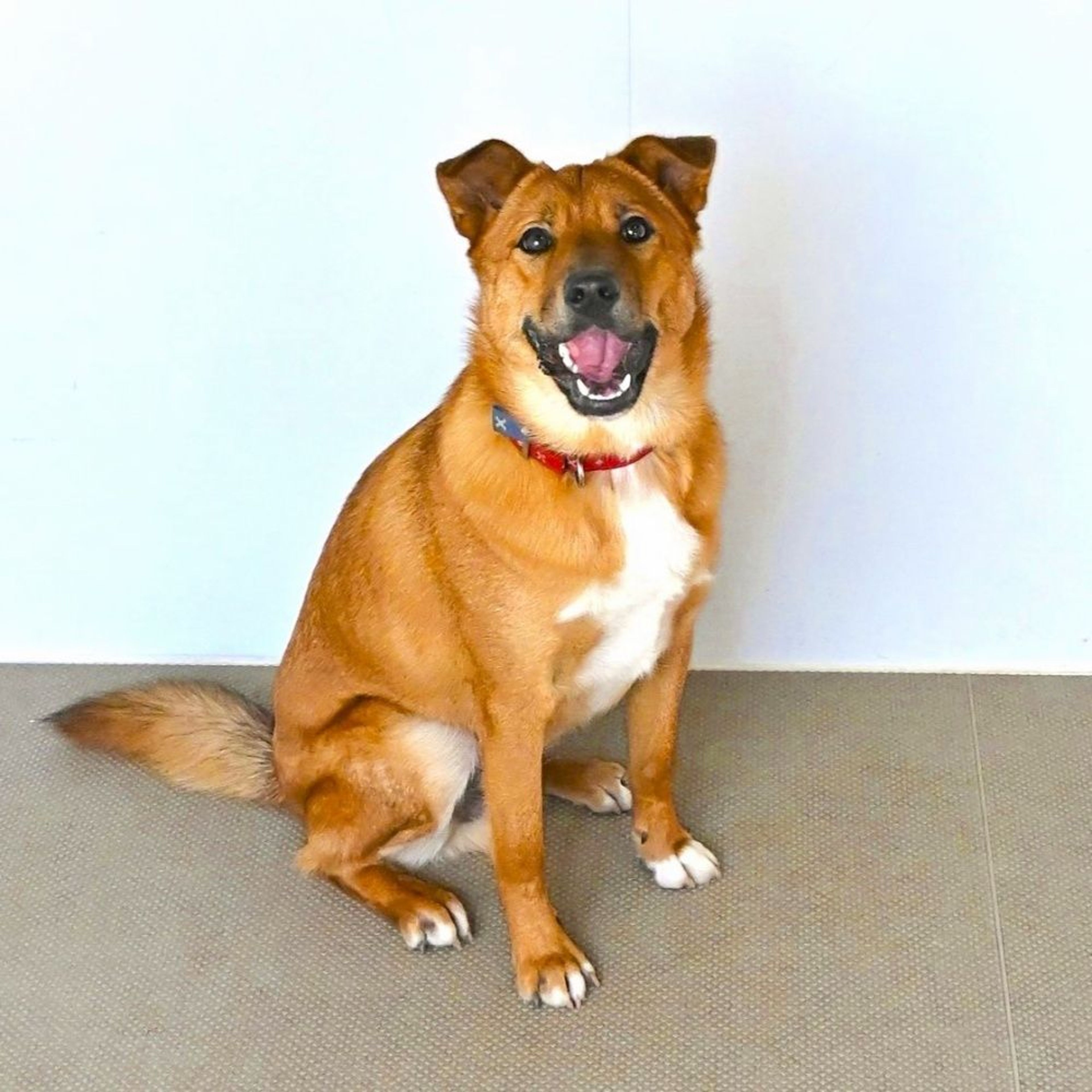 pet-image-3