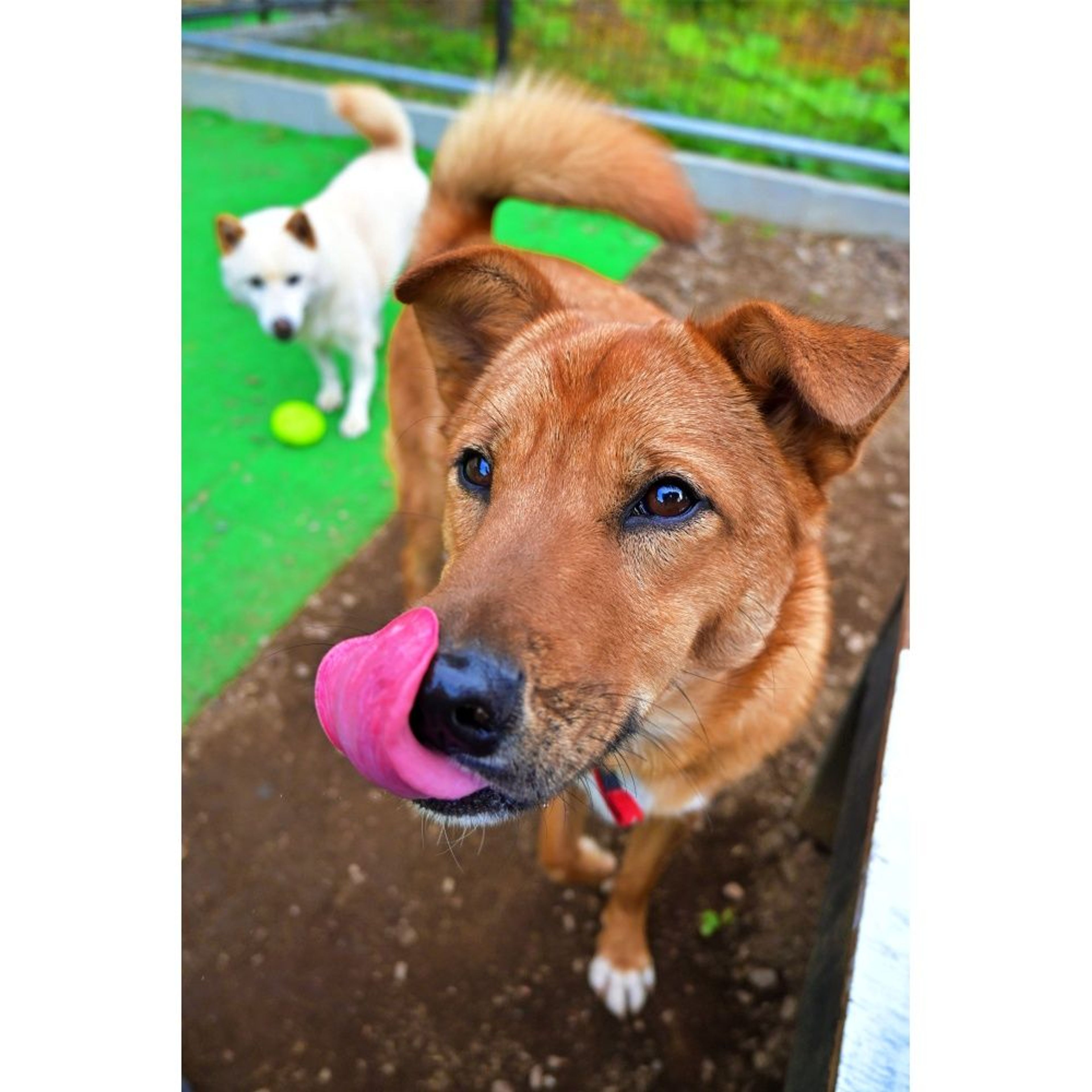 pet-image-4