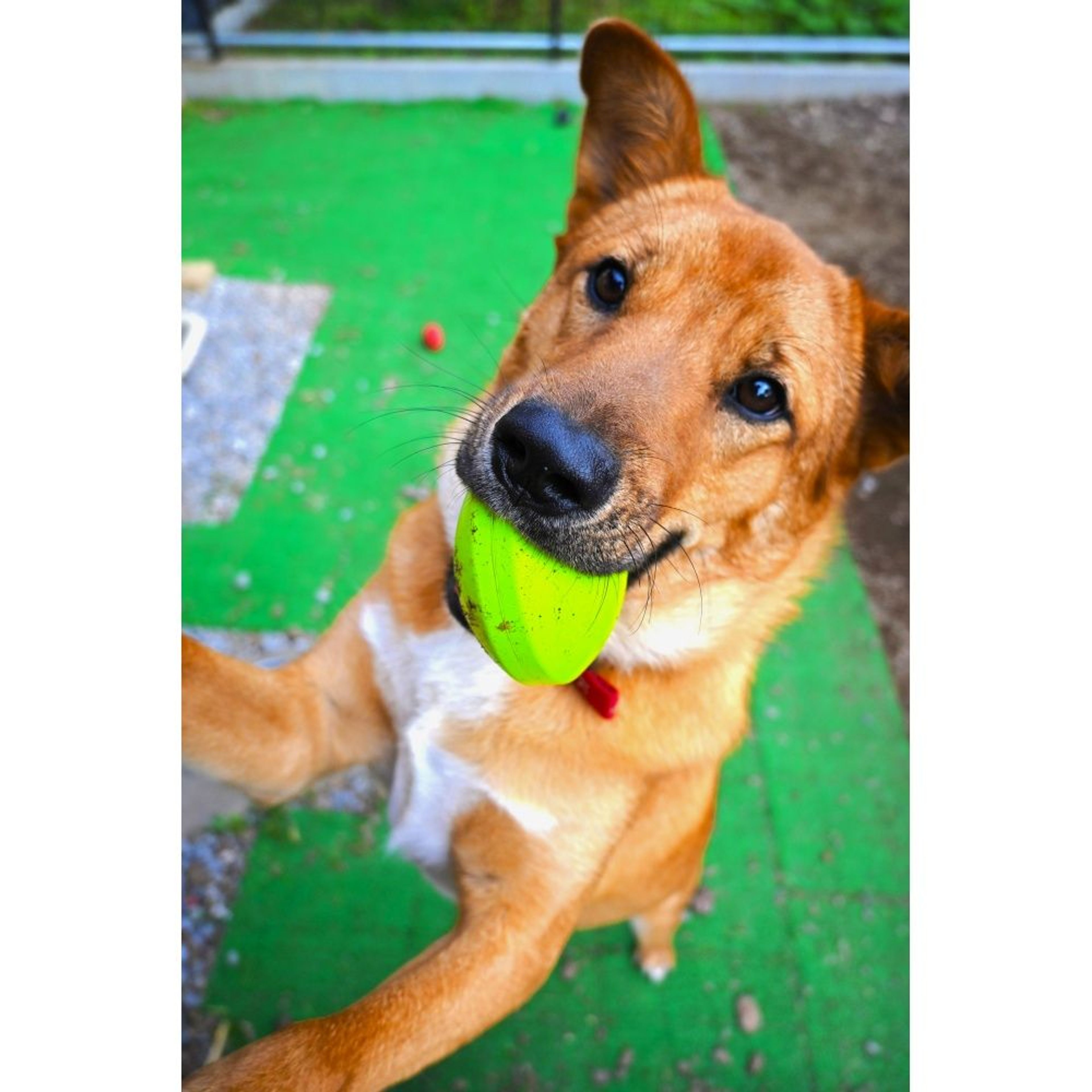 pet-image-5