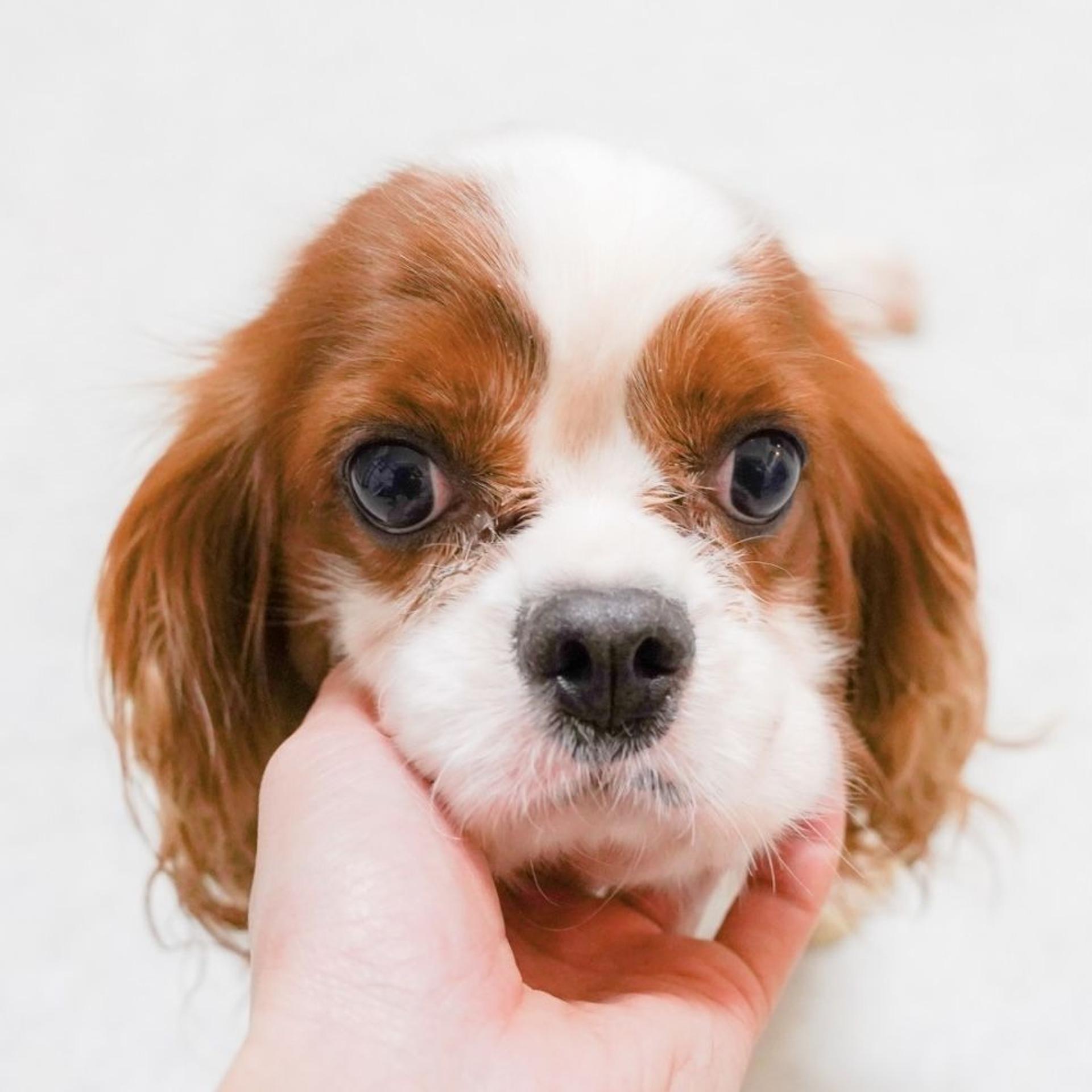 pet-image-3