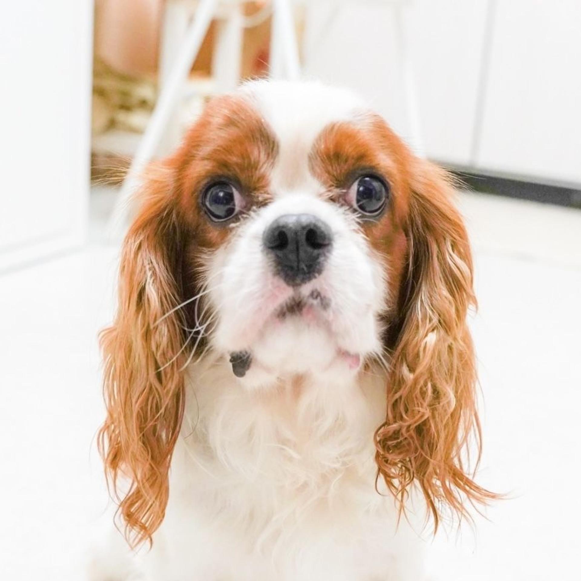 pet-image-5