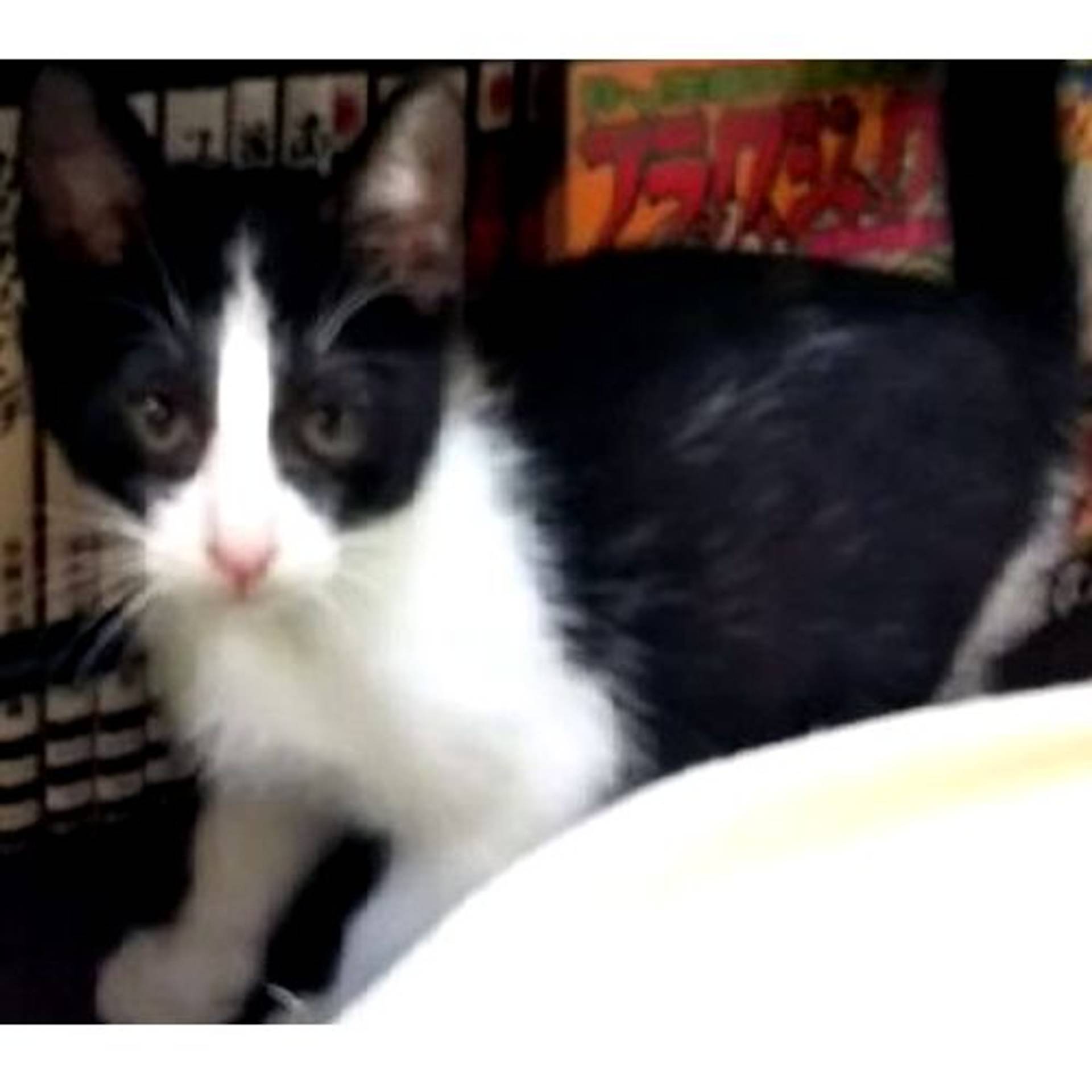 雑種（ミックス猫）・オスの里親募集の写真