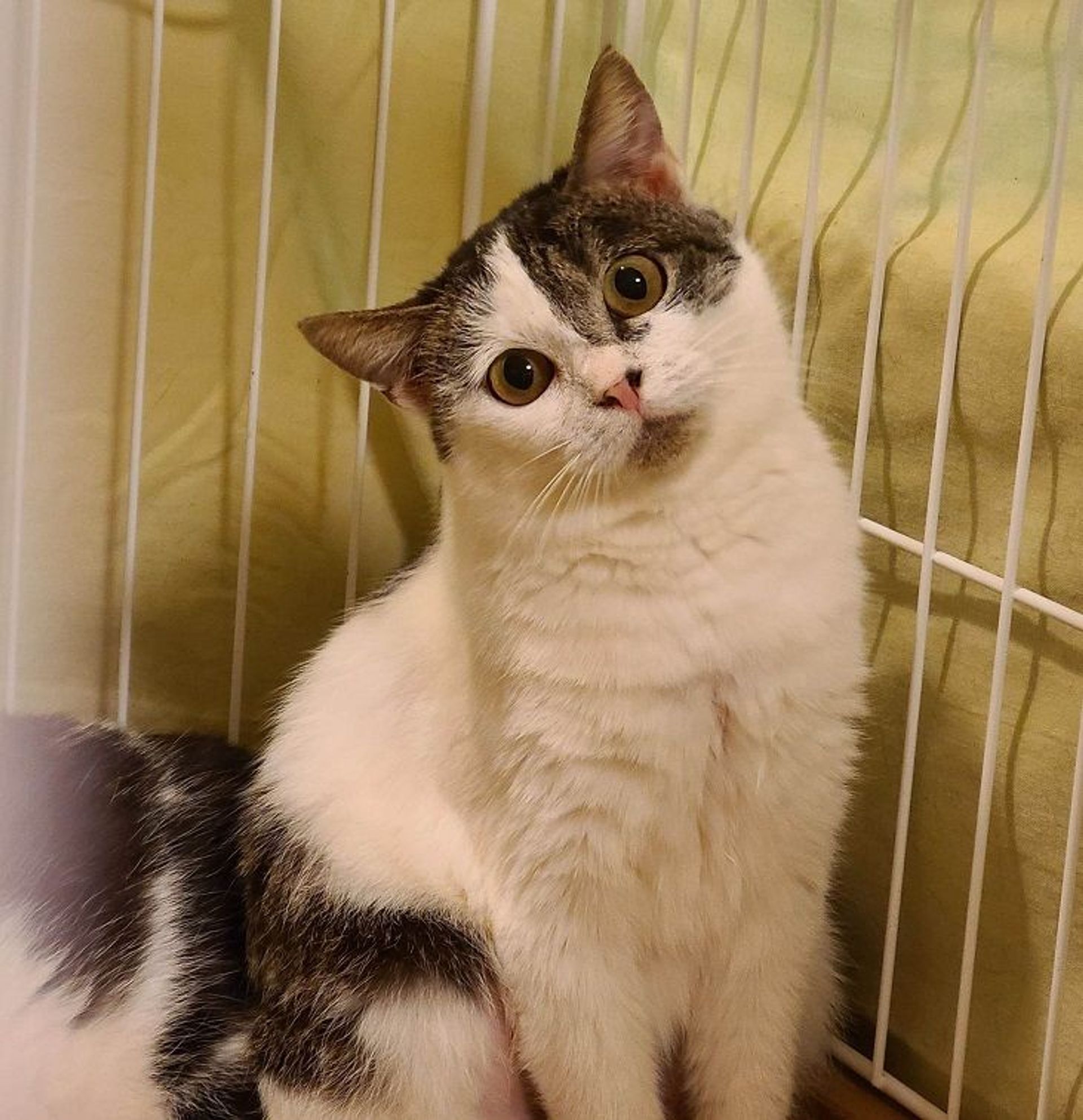 雑種（ミックス猫）・メスの里親募集の写真