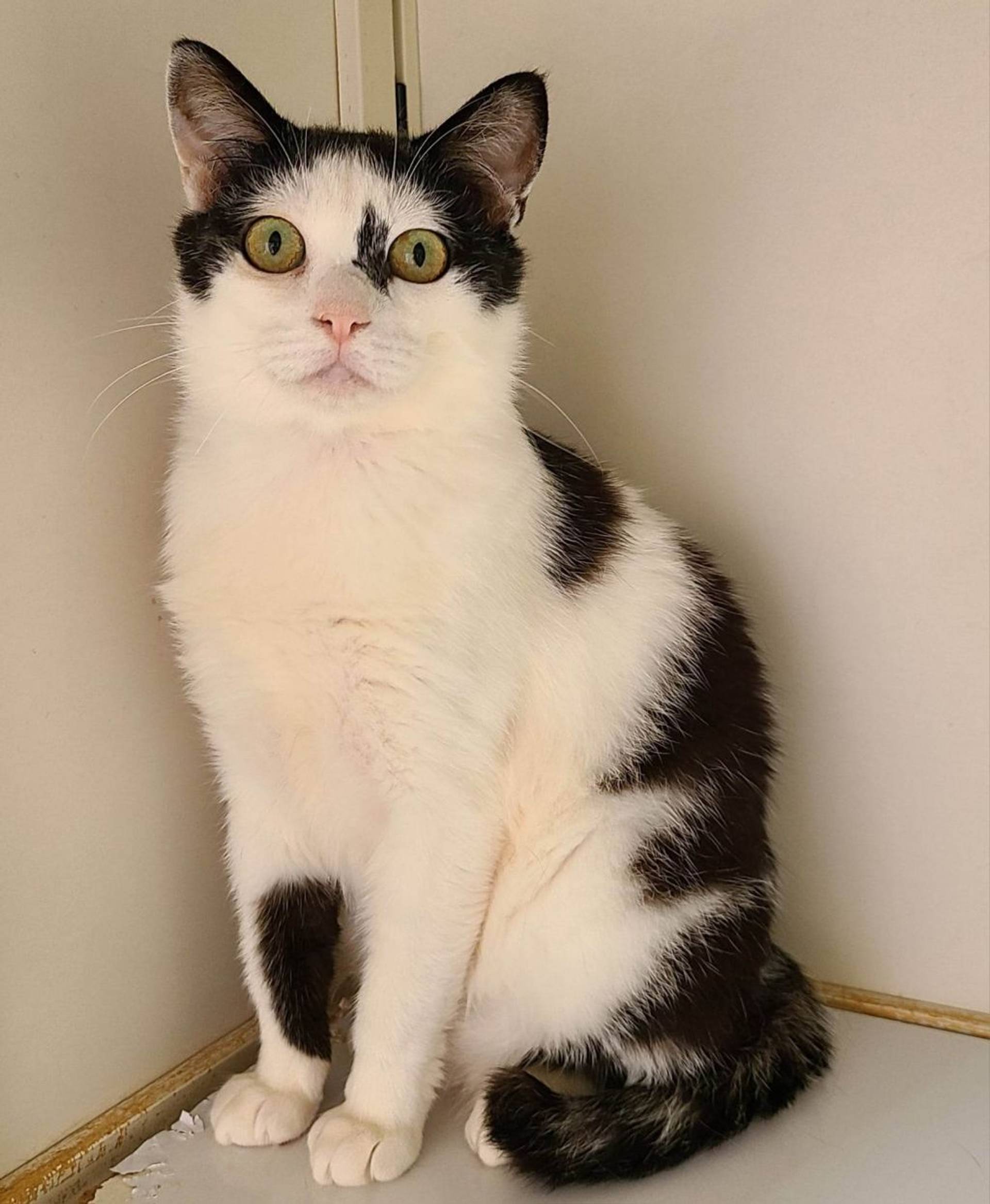 雑種（ミックス猫）・オスの里親募集の写真