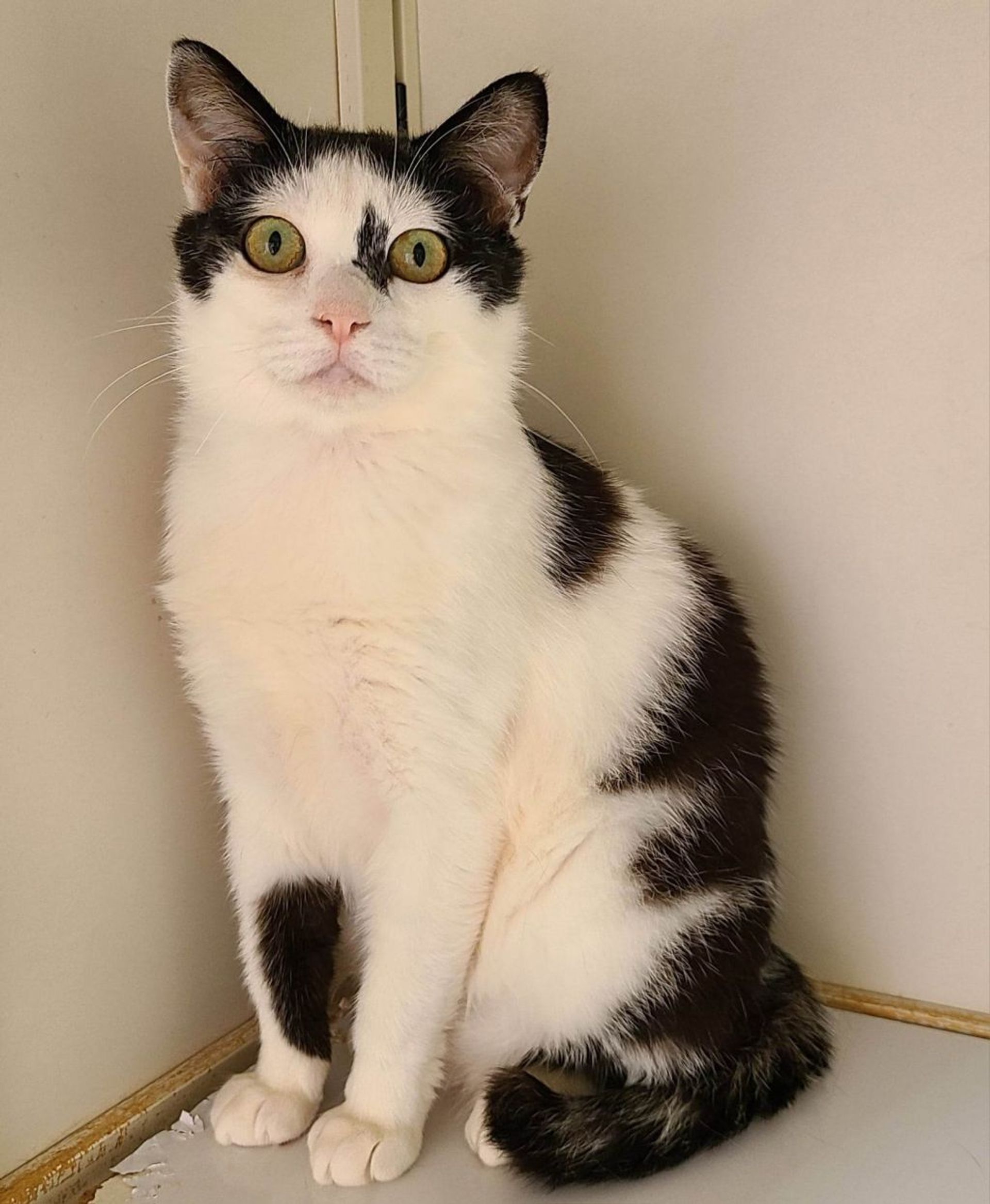 雑種（ミックス猫）・オスの里親募集の写真