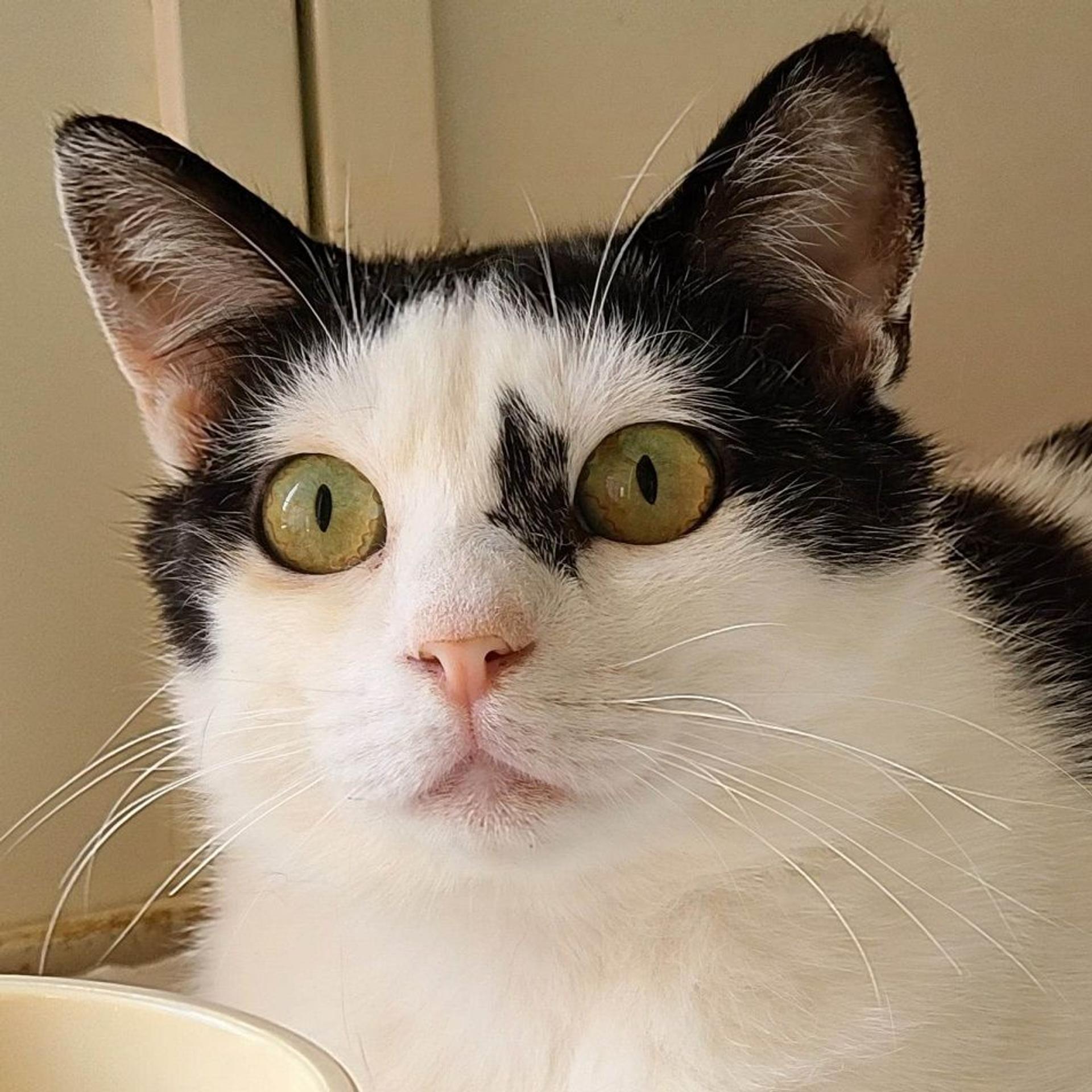 pet-image-2