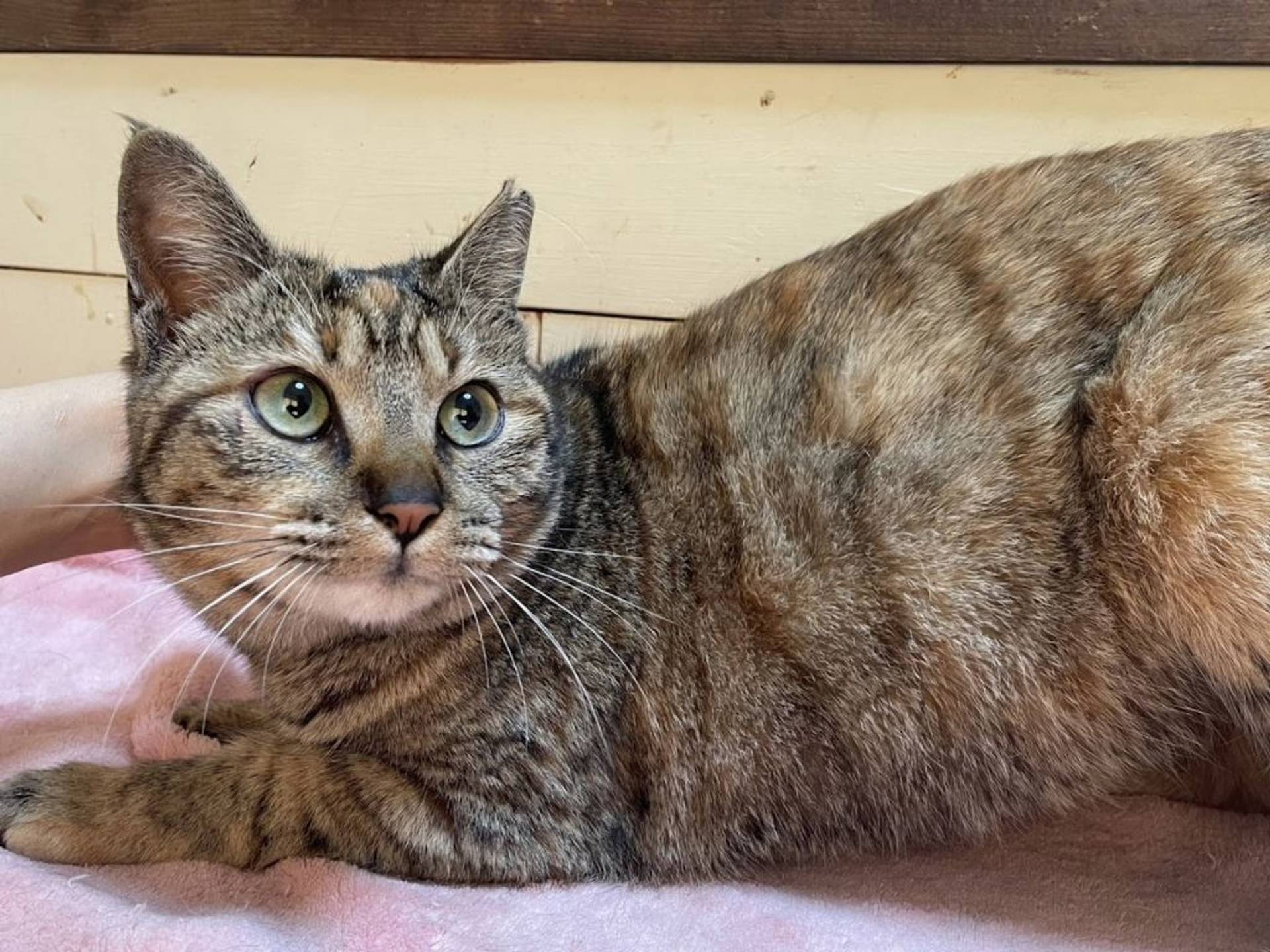 雑種（ミックス猫）・メスの里親募集の写真