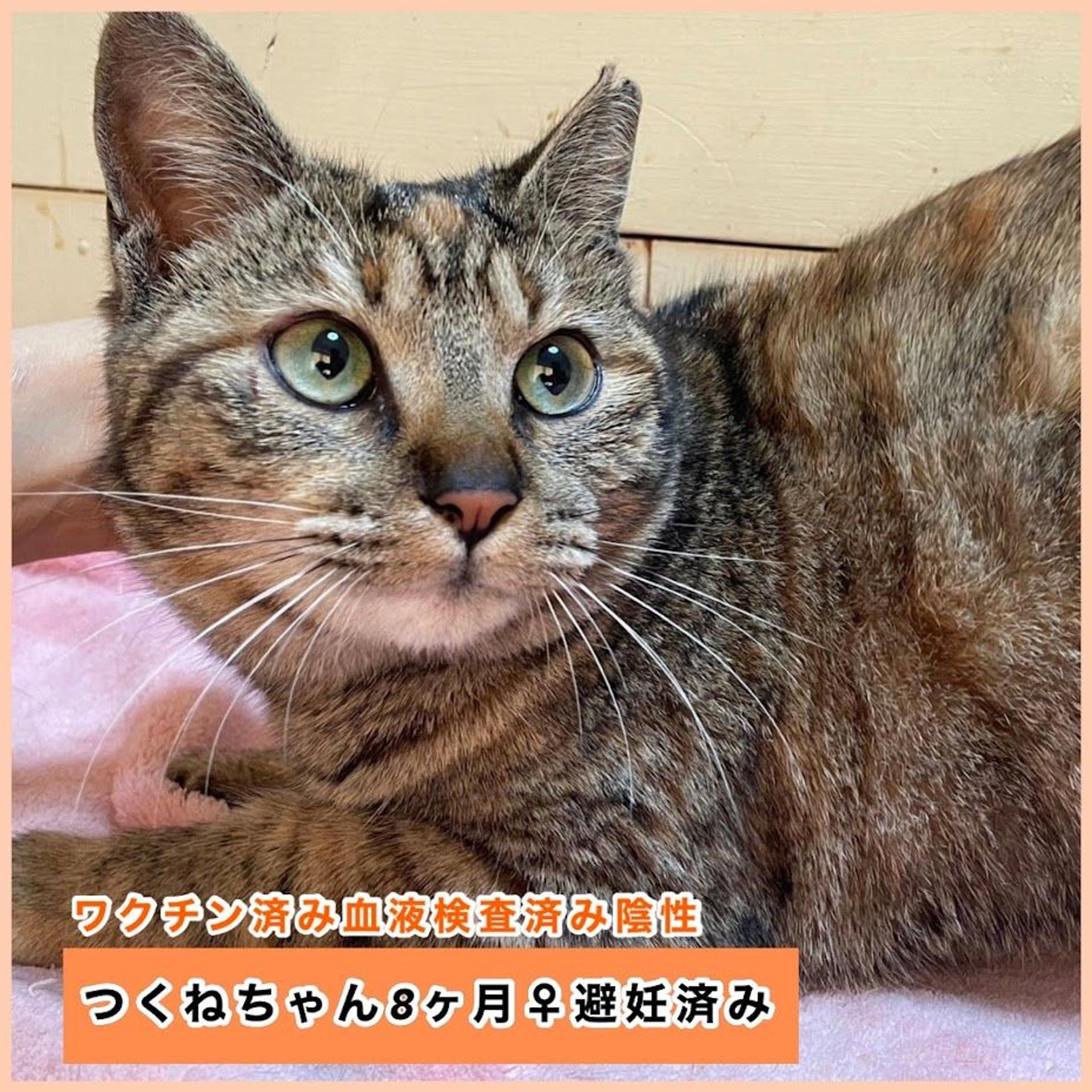 pet-image-6