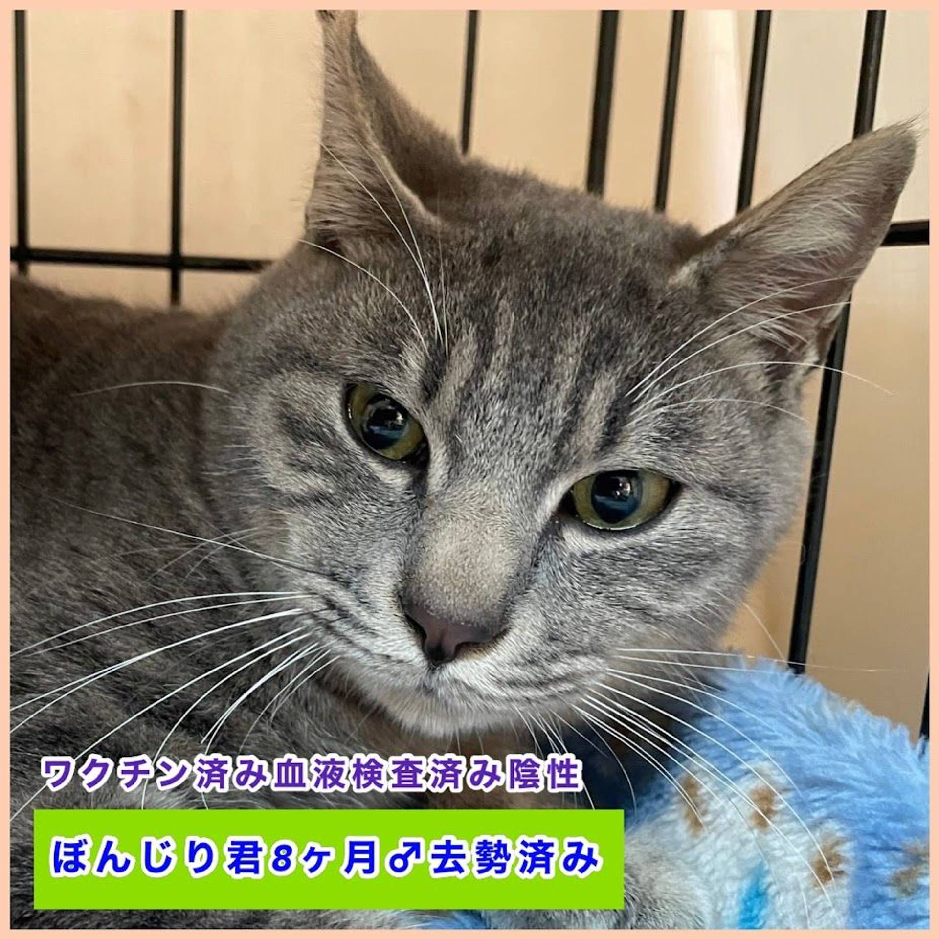 雑種（ミックス猫）・オスの里親募集の写真