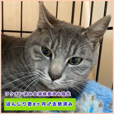 ぼんじりの写真