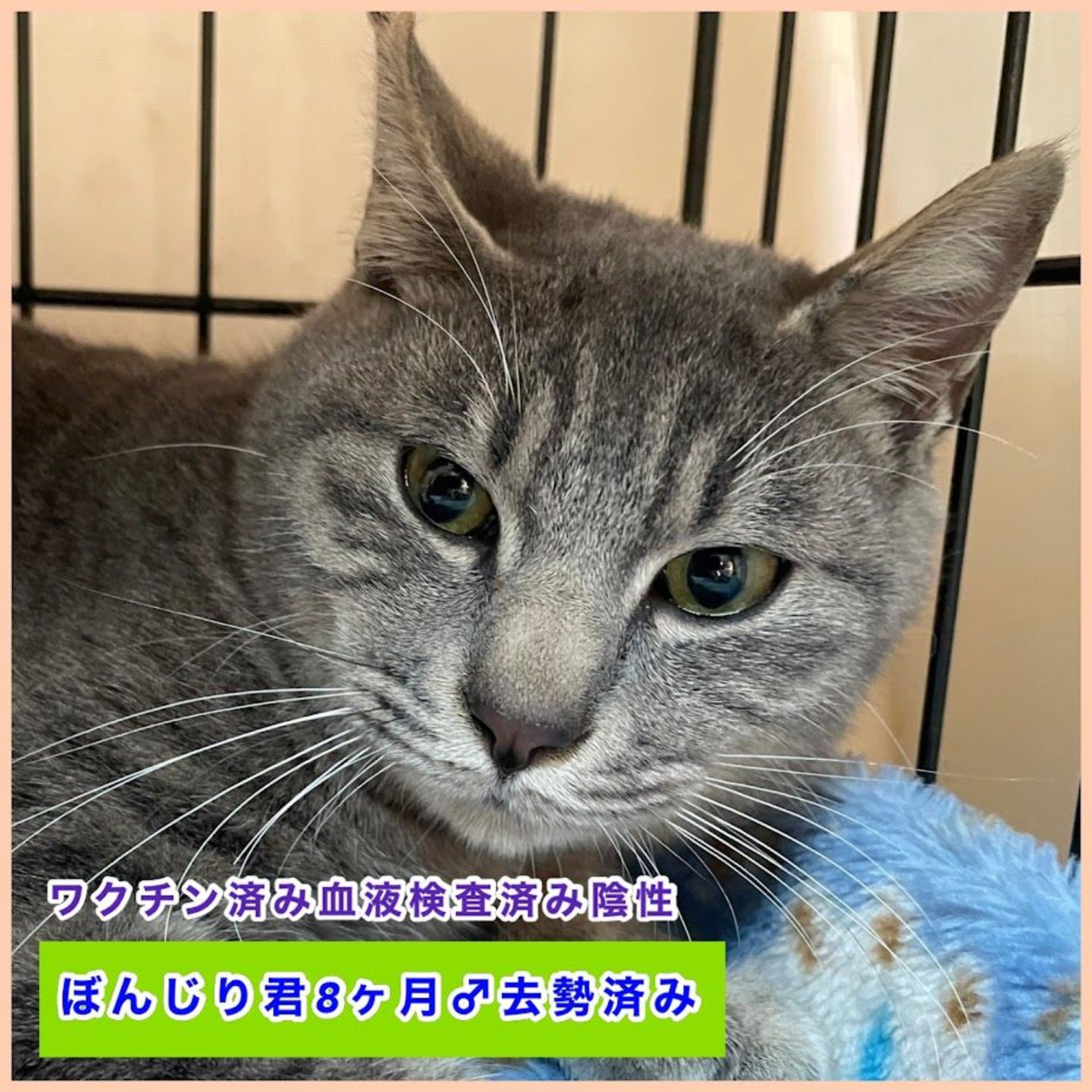 雑種（ミックス猫）・オスの里親募集の写真