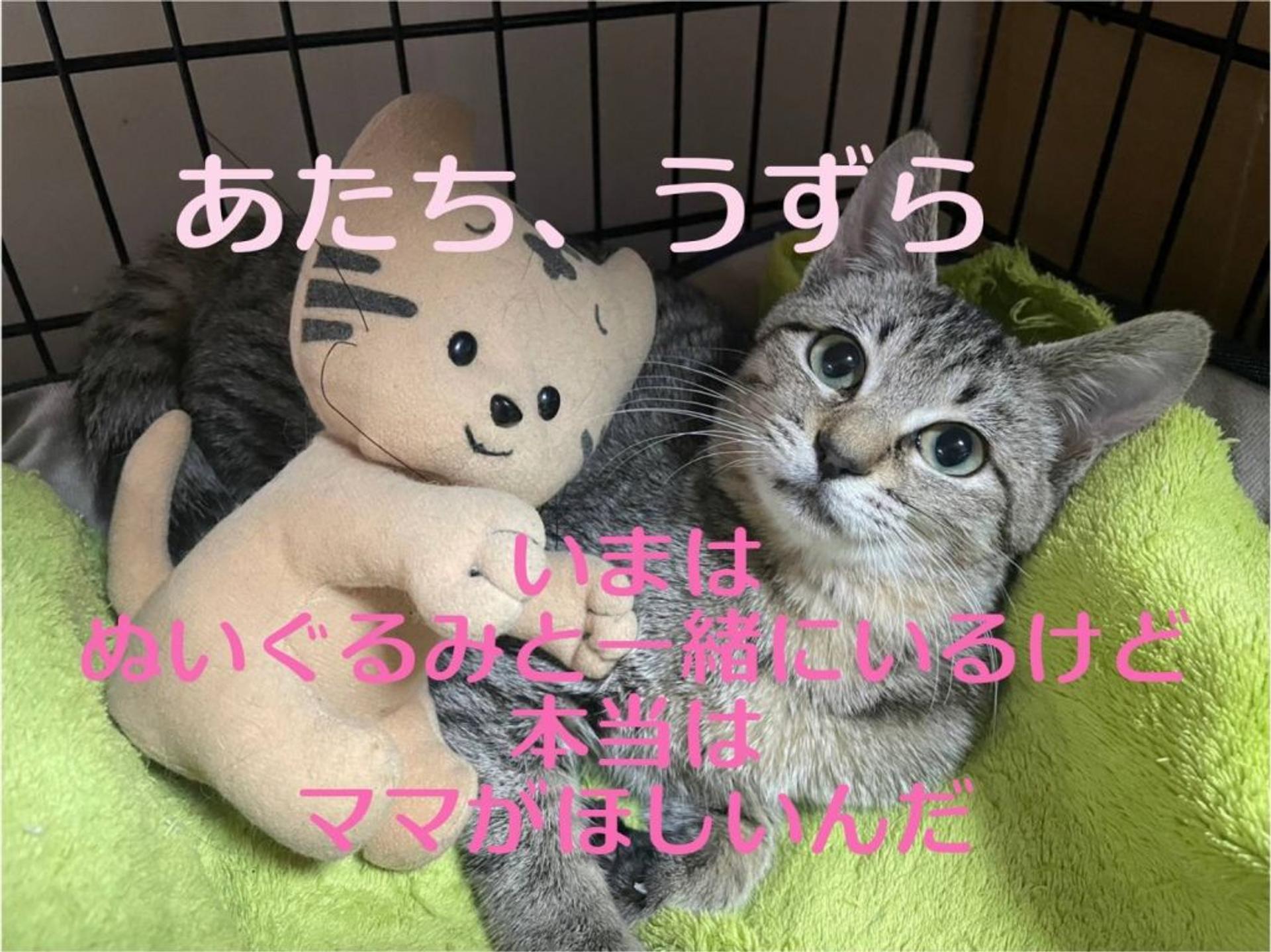 pet-image-3