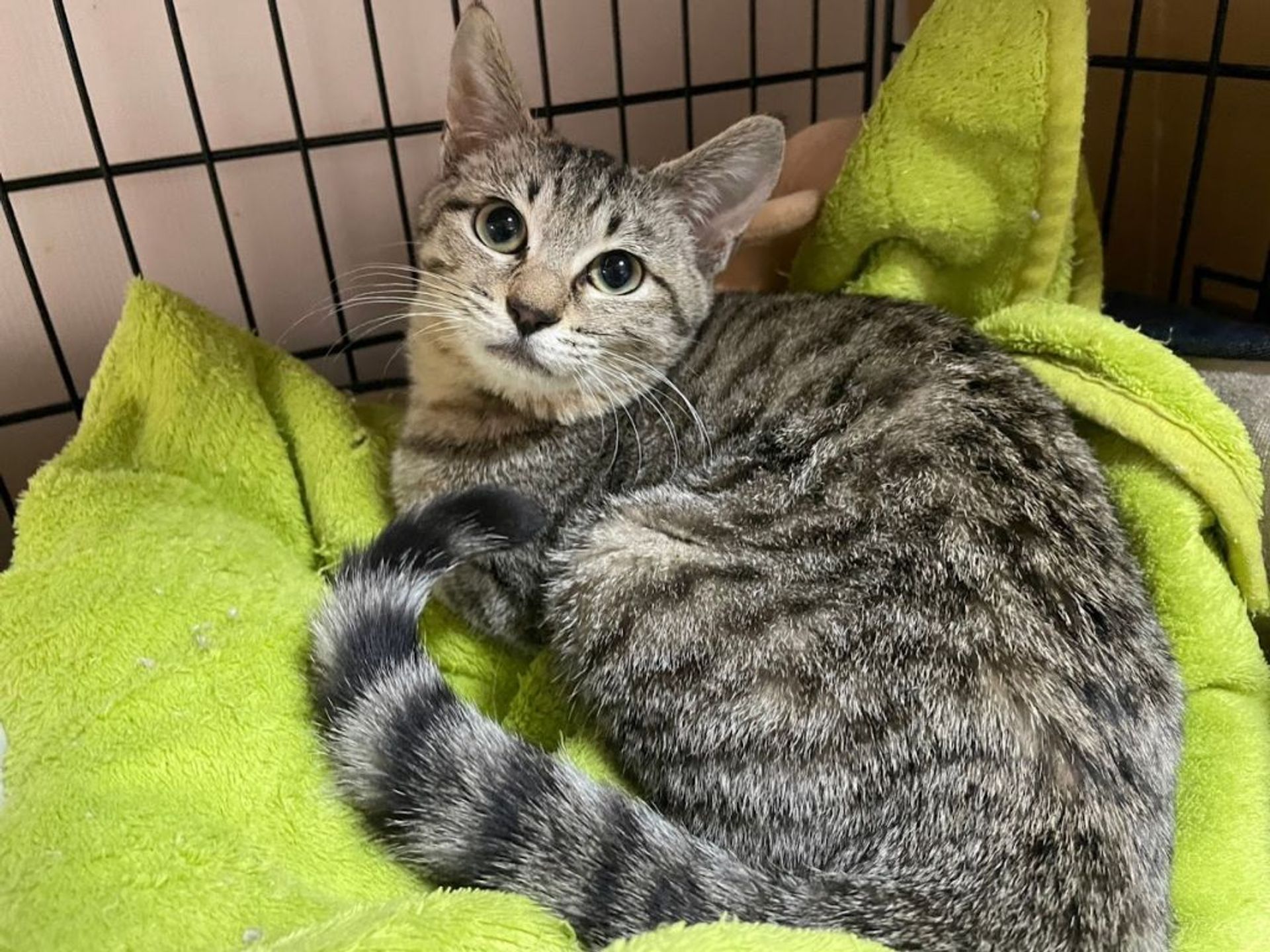 雑種（ミックス猫）・メスの里親募集の写真
