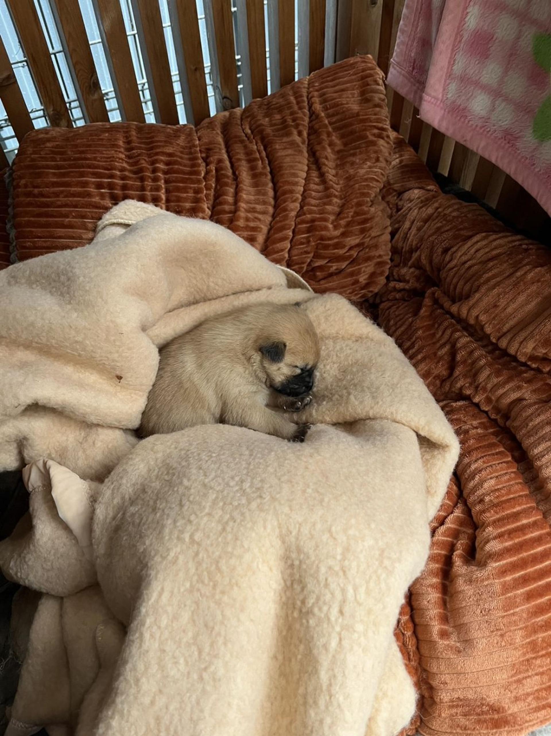 pet-image-6