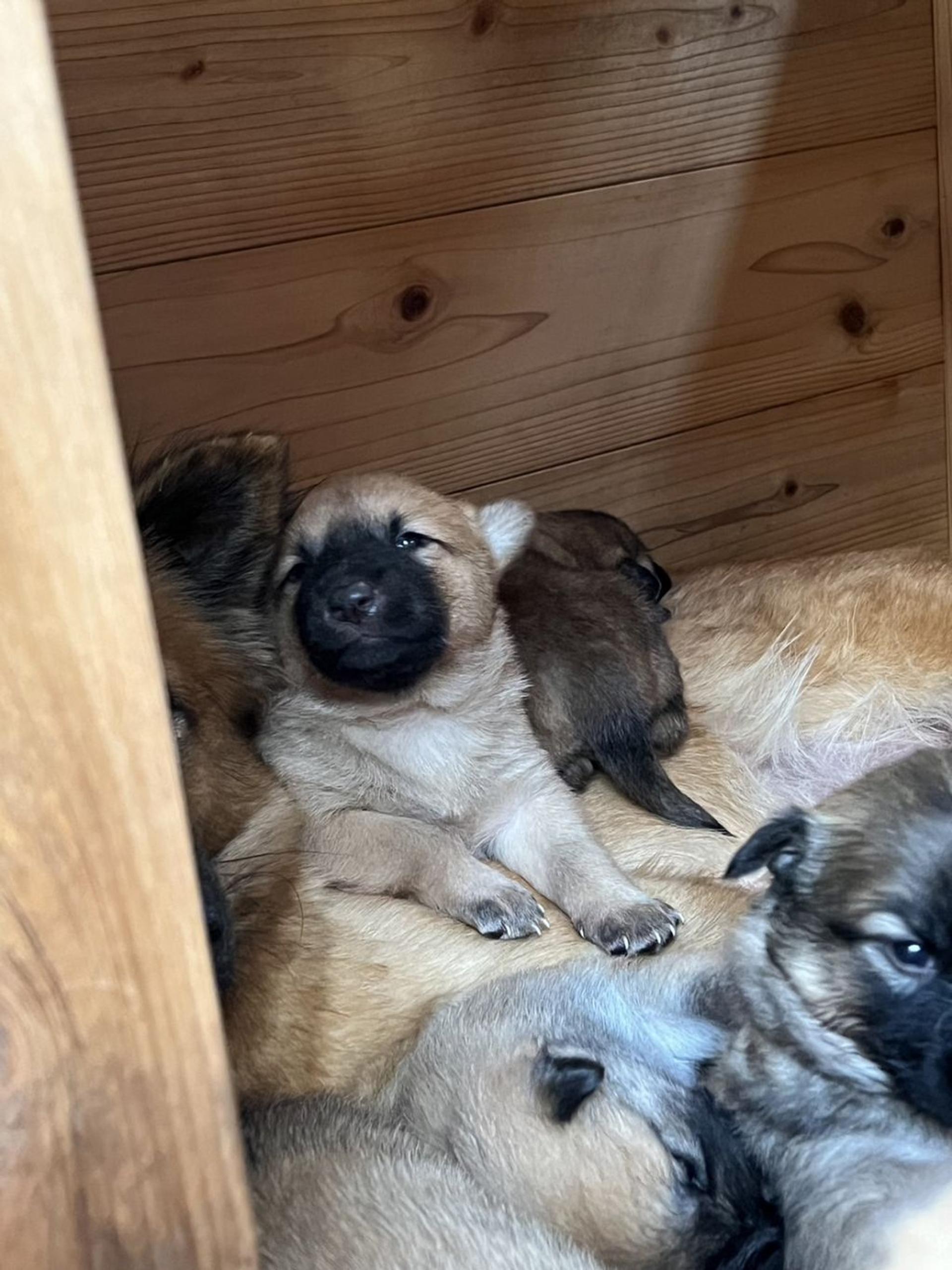 pet-image-9