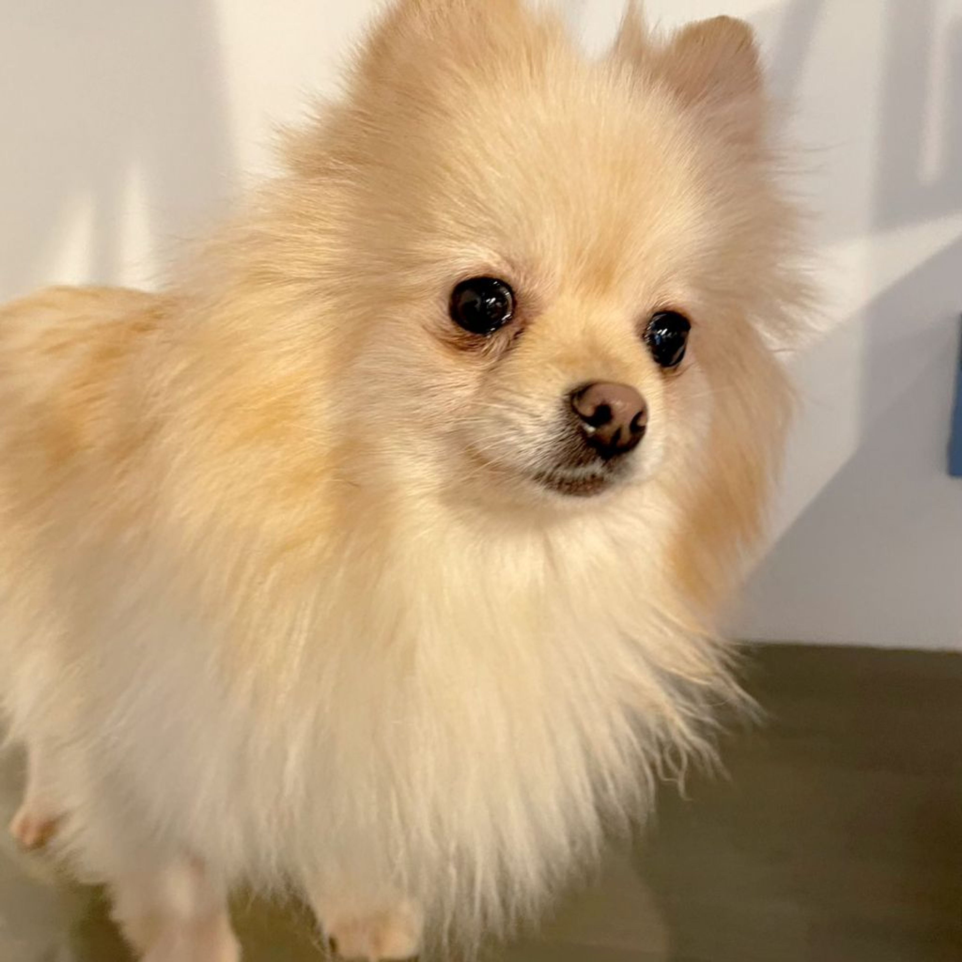 pet-image-2