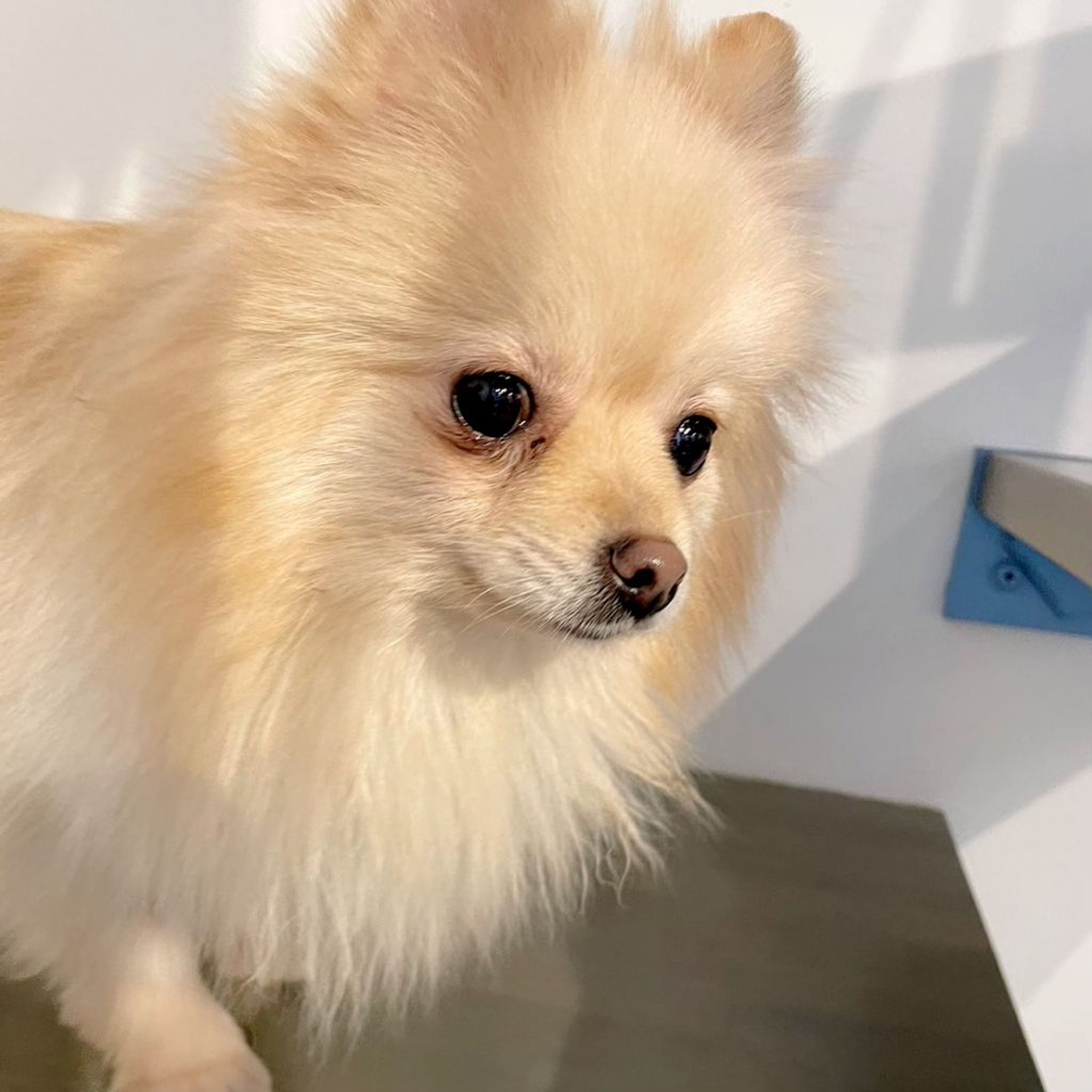 pet-image-3
