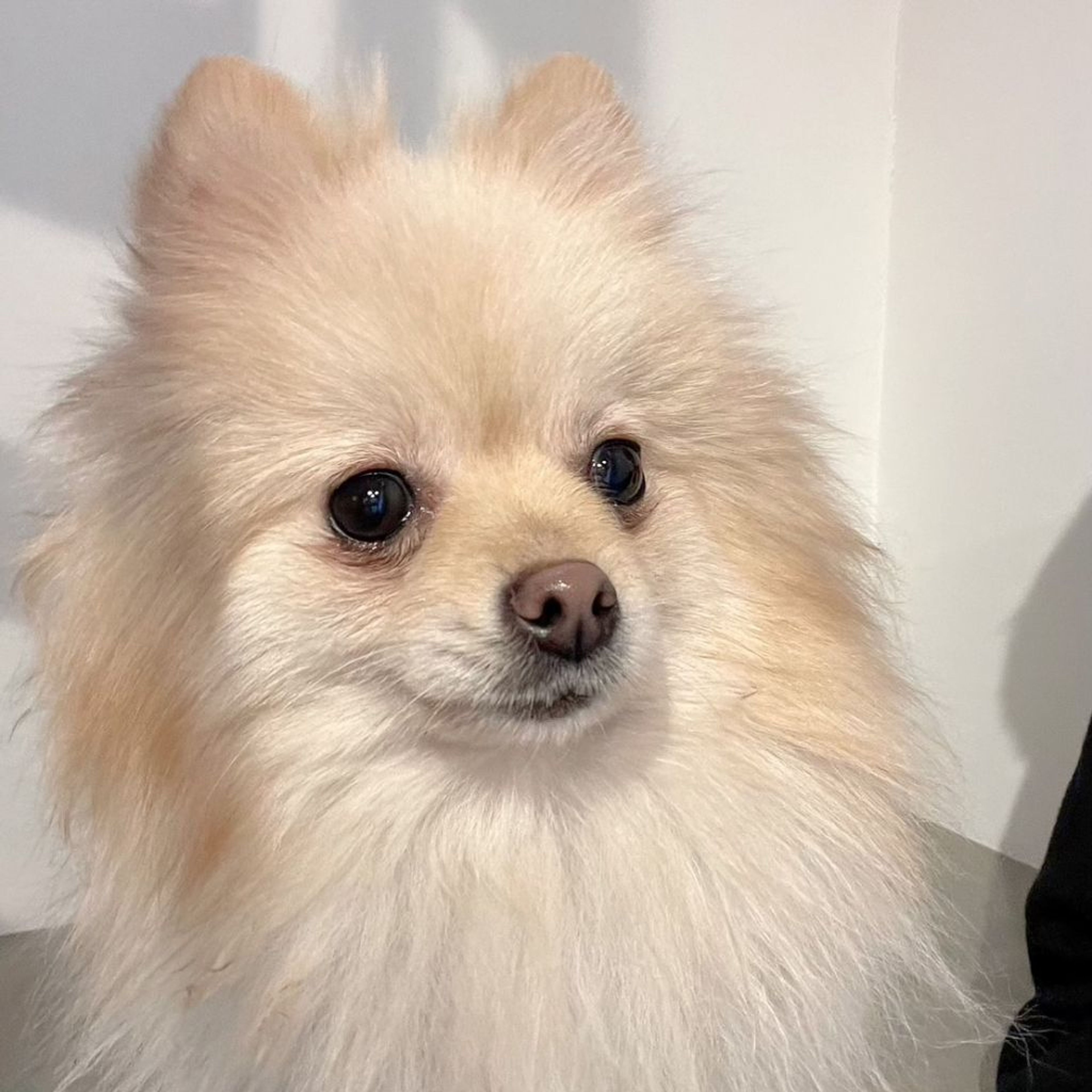 pet-image-4
