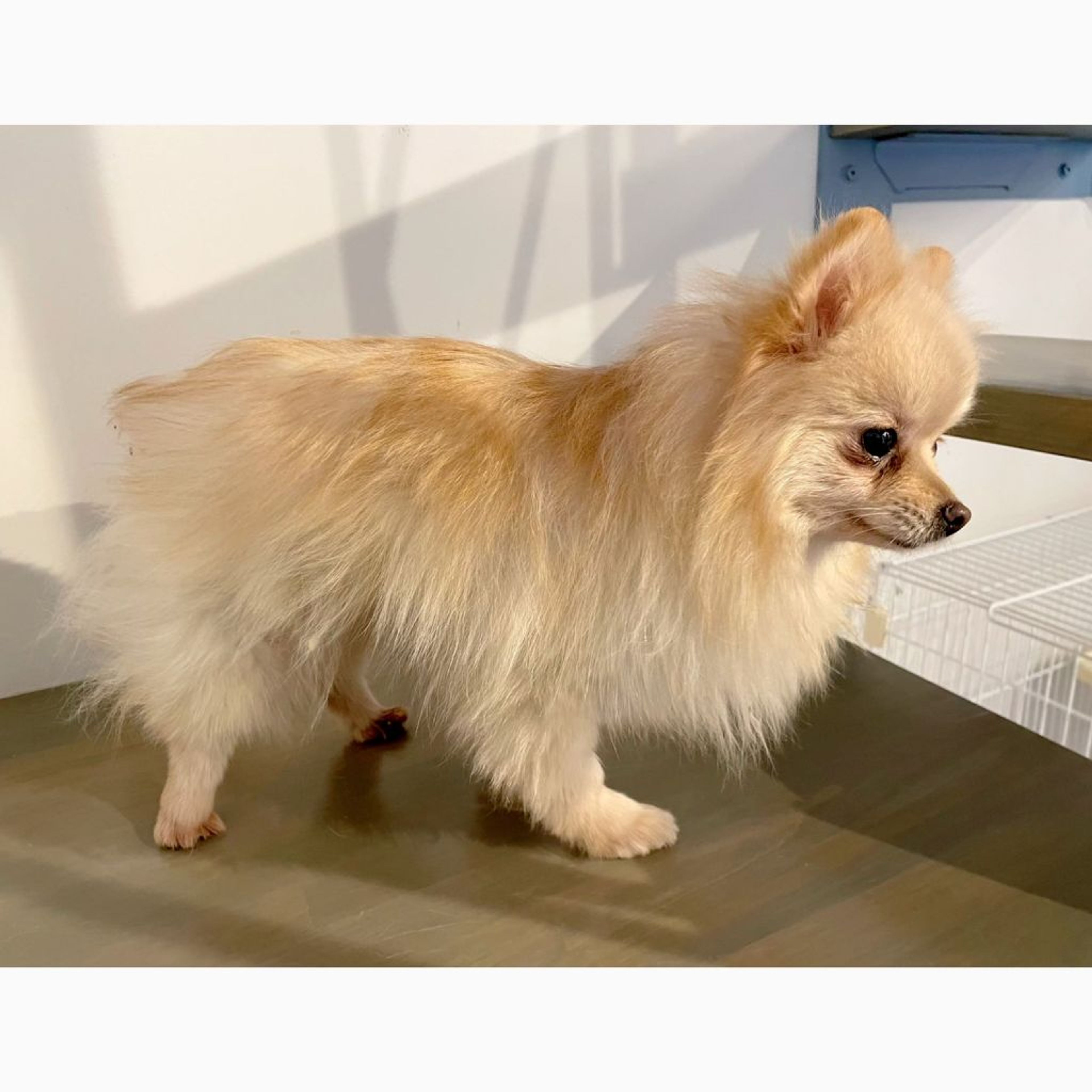 pet-image-5