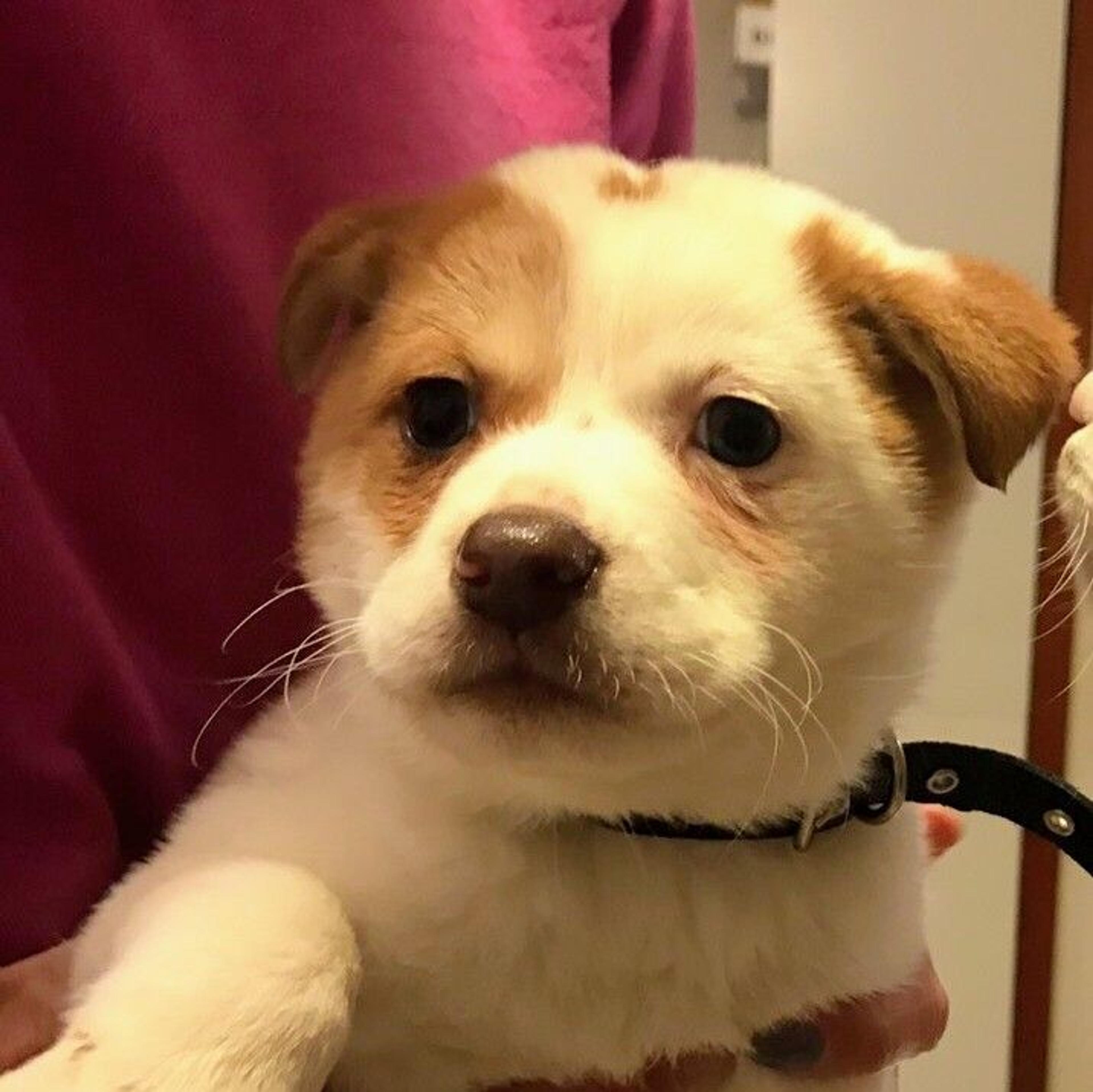 pet-image-2