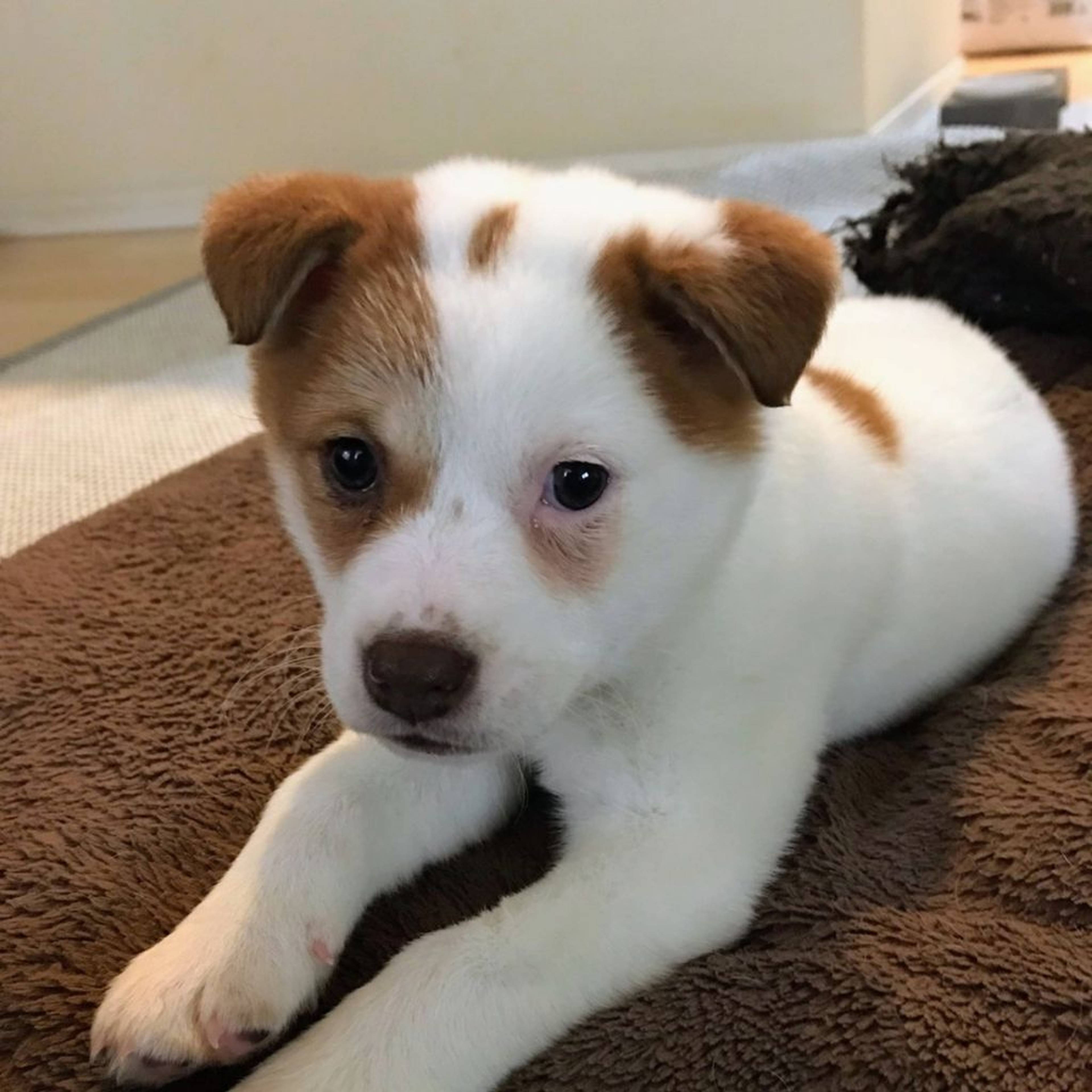 雑種（ミックス犬）・メスの里親募集の写真
