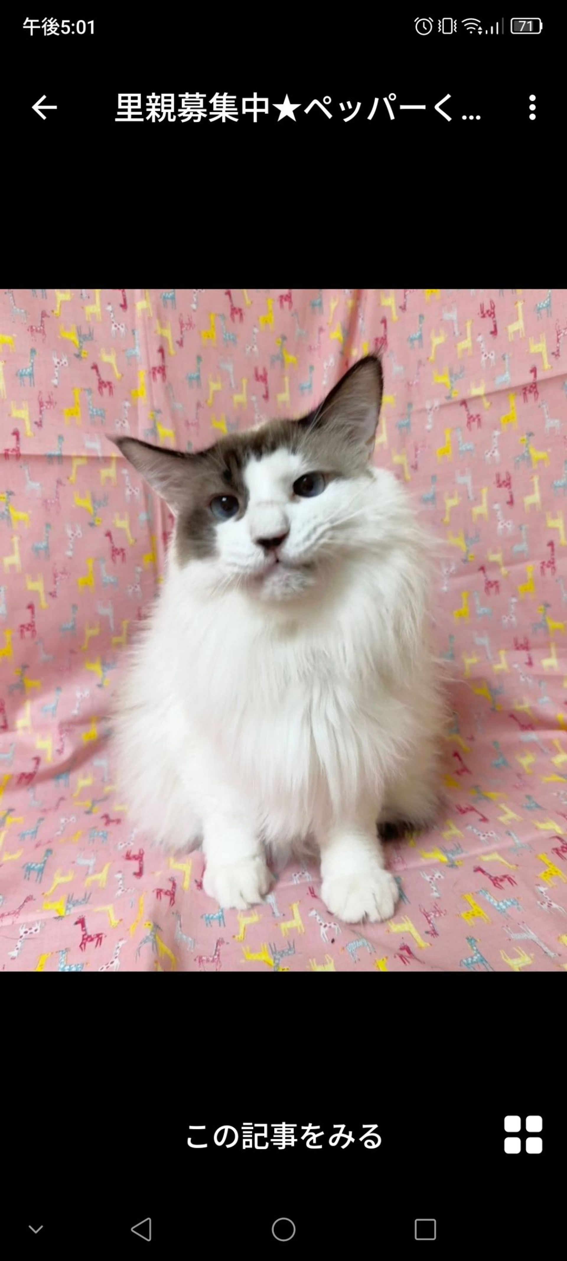 雑種（ミックス猫）・オスの里親募集の写真