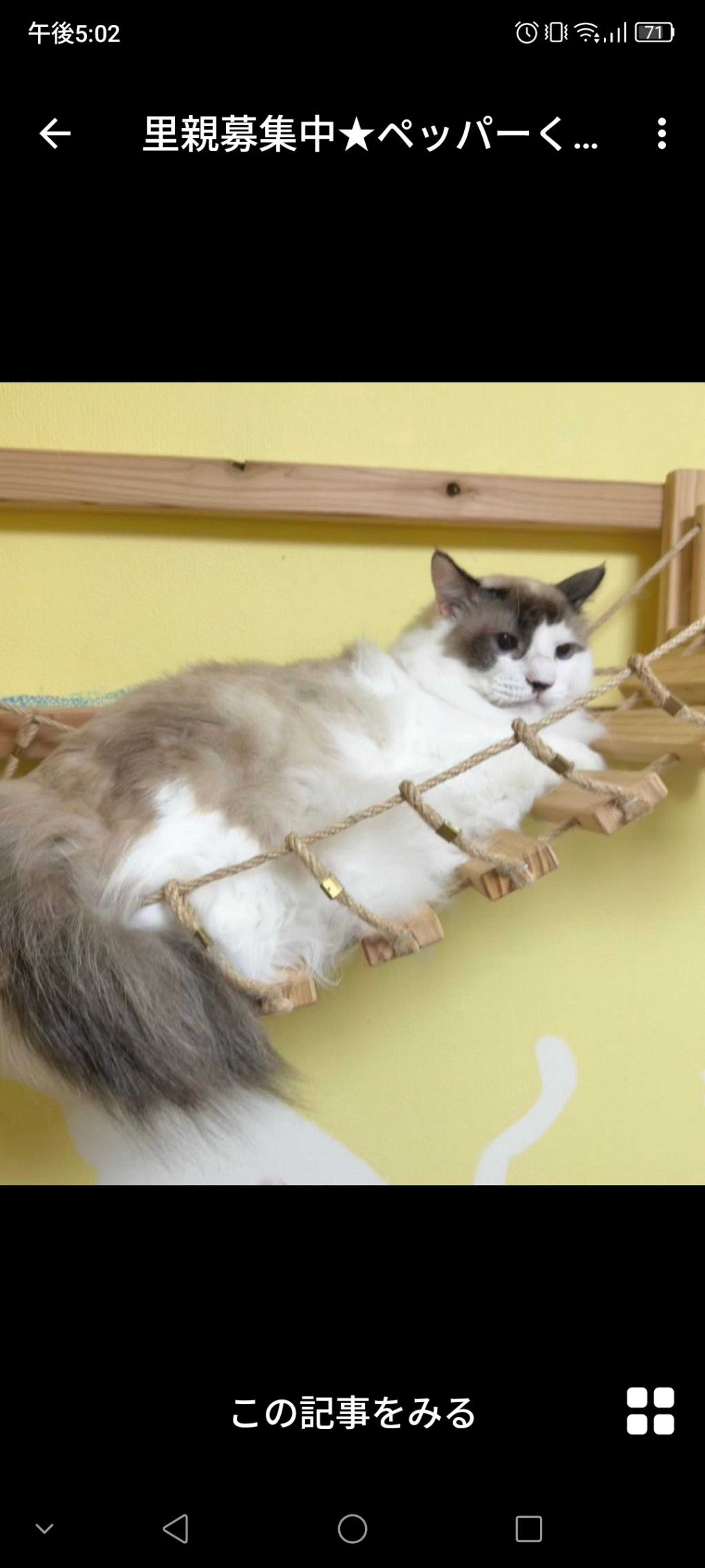 pet-image-3