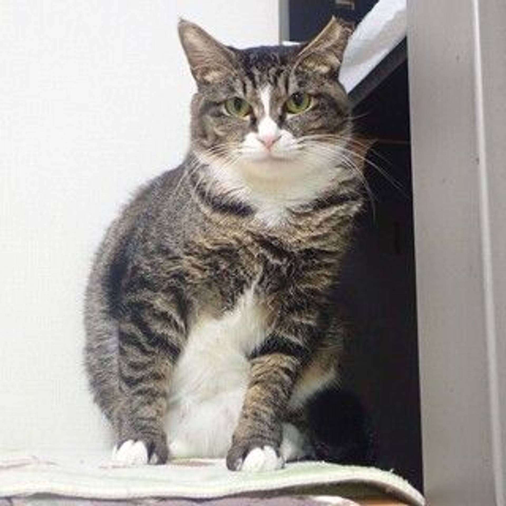 雑種（ミックス猫）・メスの里親募集の写真