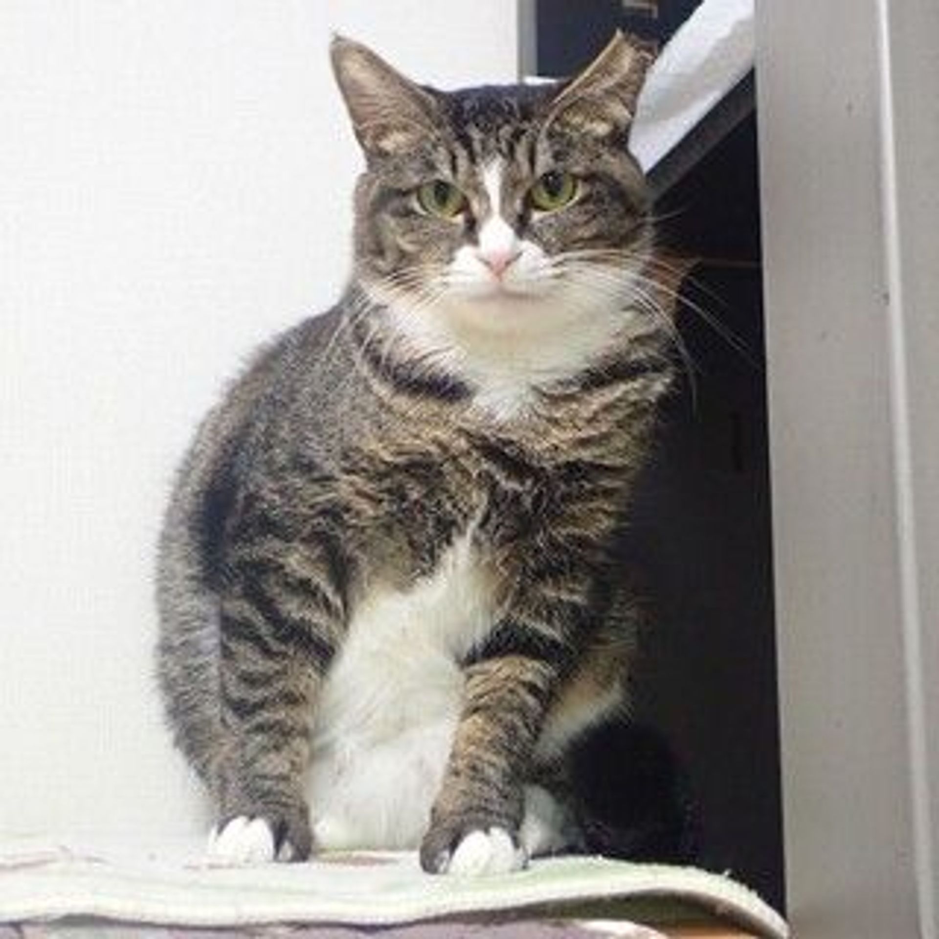 雑種（ミックス猫）・メスの里親募集の写真