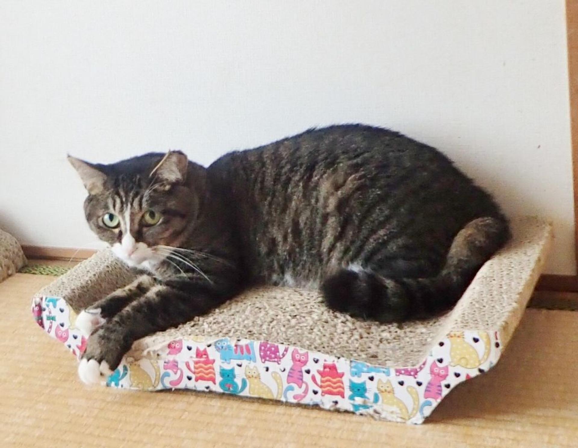pet-image-2