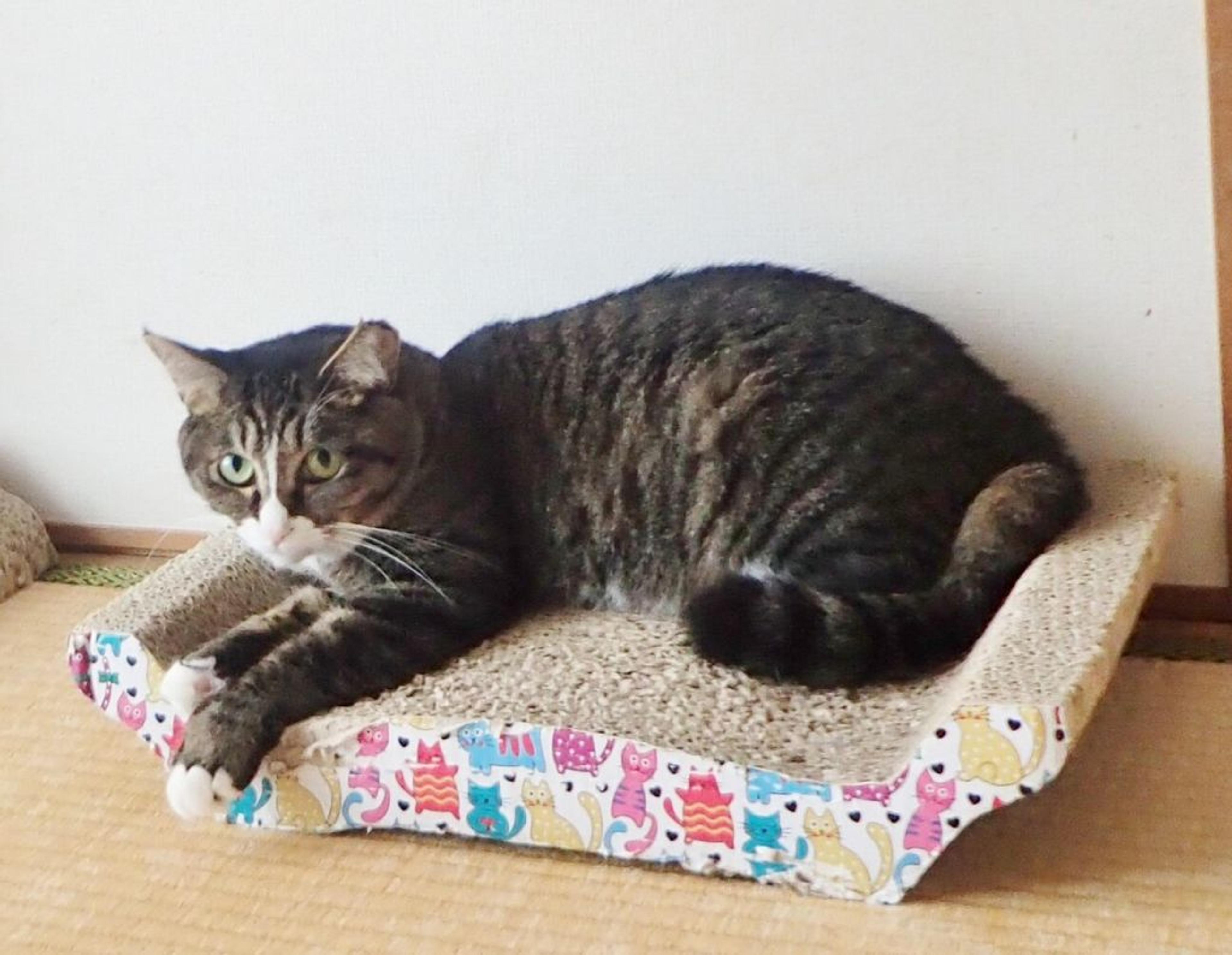 pet-image-2