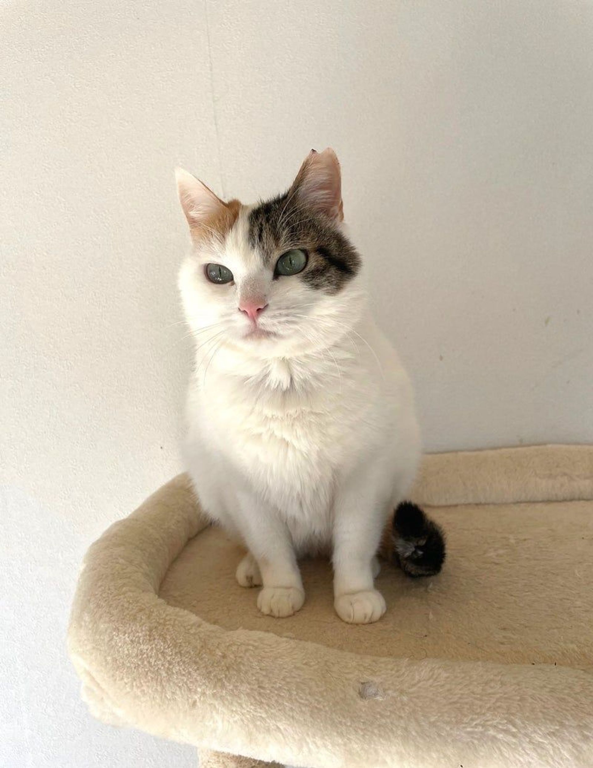 日本猫・メスの里親募集の写真