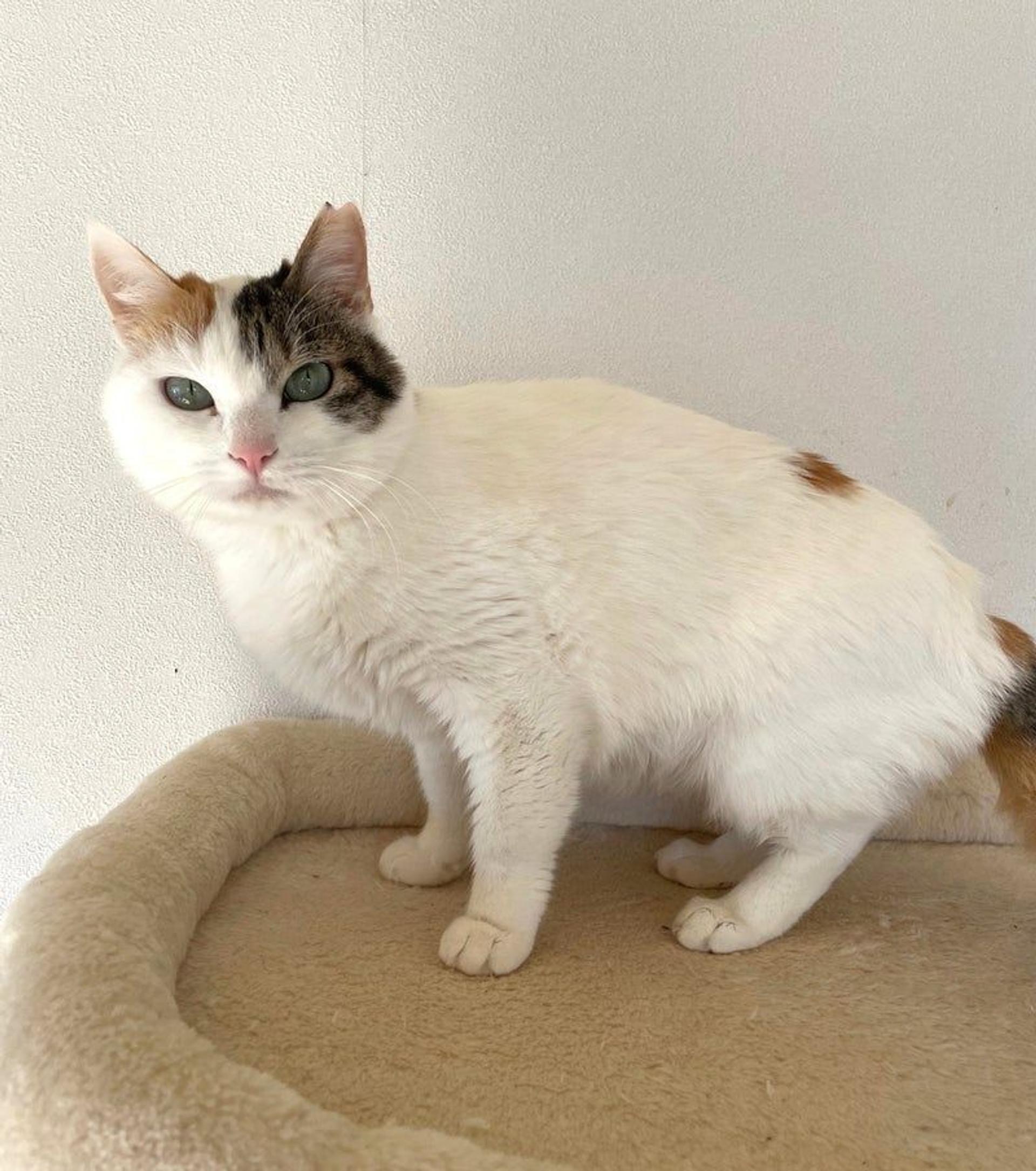 pet-image-2