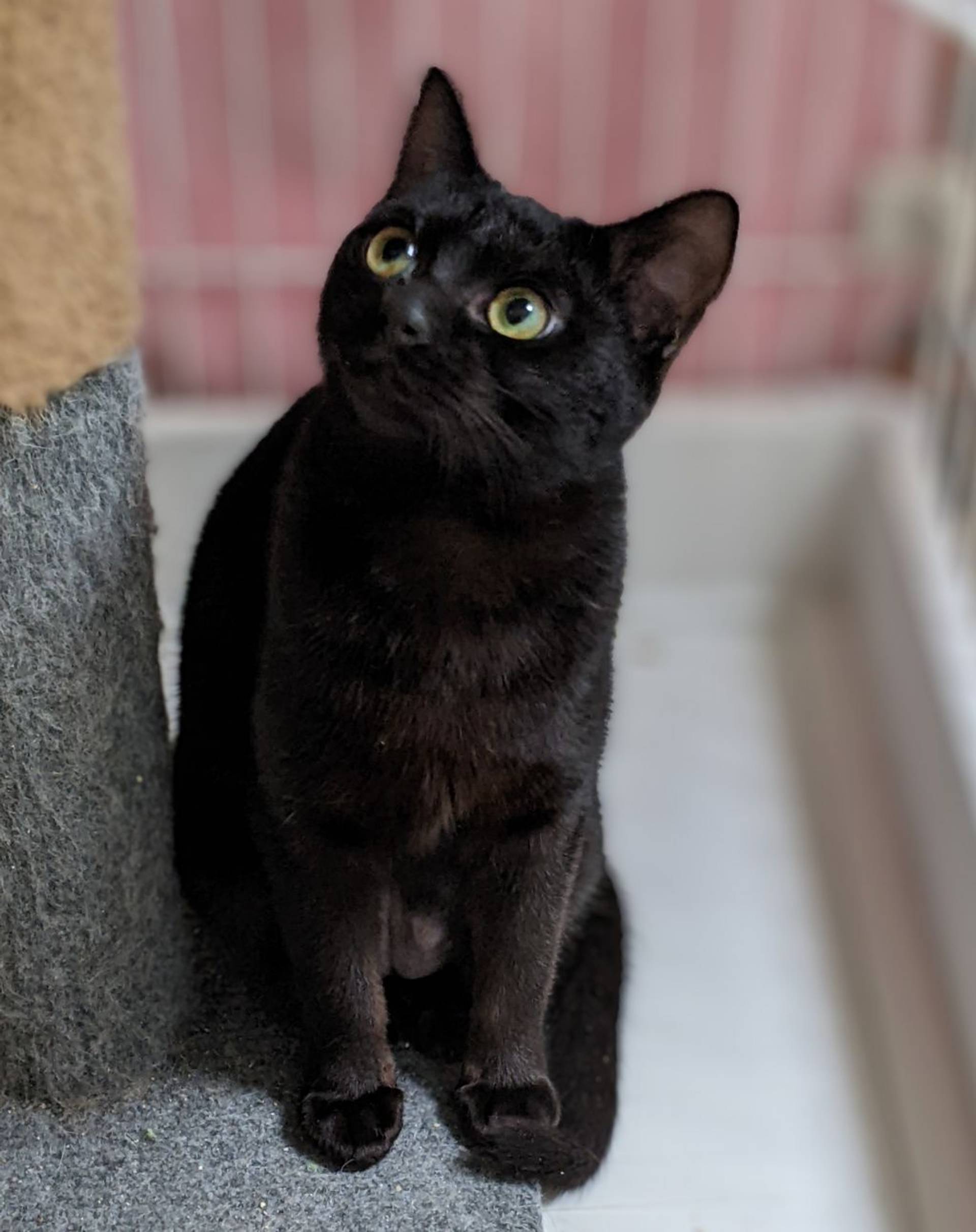 雑種（ミックス猫）・メスの里親募集の写真